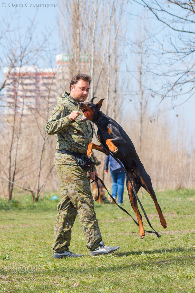 Sigma 70-300mm F4-5.6 APO DG Macro sample photo. Flying doberman photography