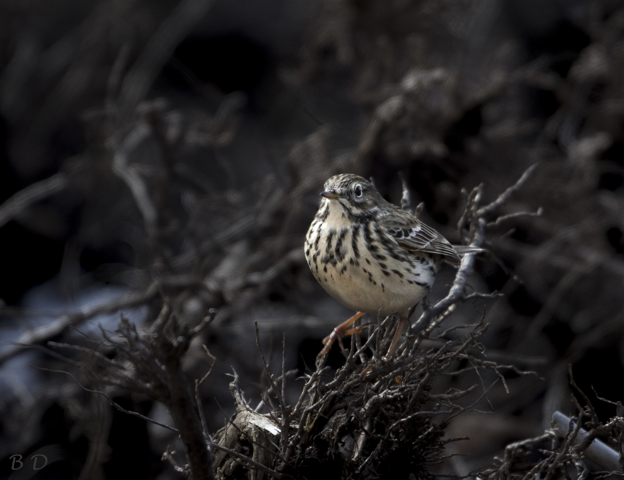 Canon EOS-1D X Mark II sample photo. Meadow pipit photography