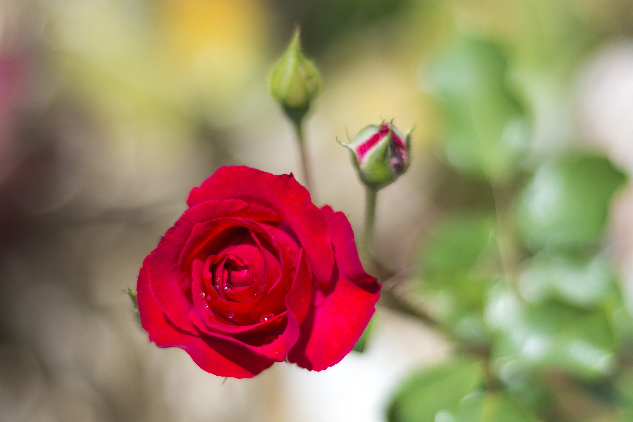 Nikon D7100 + Nikon AF Nikkor 50mm F1.8D sample photo. Rose photography