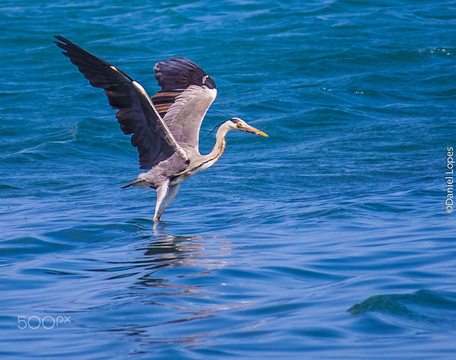 Canon EF-S 55-250mm F4-5.6 IS sample photo. Garça real photography
