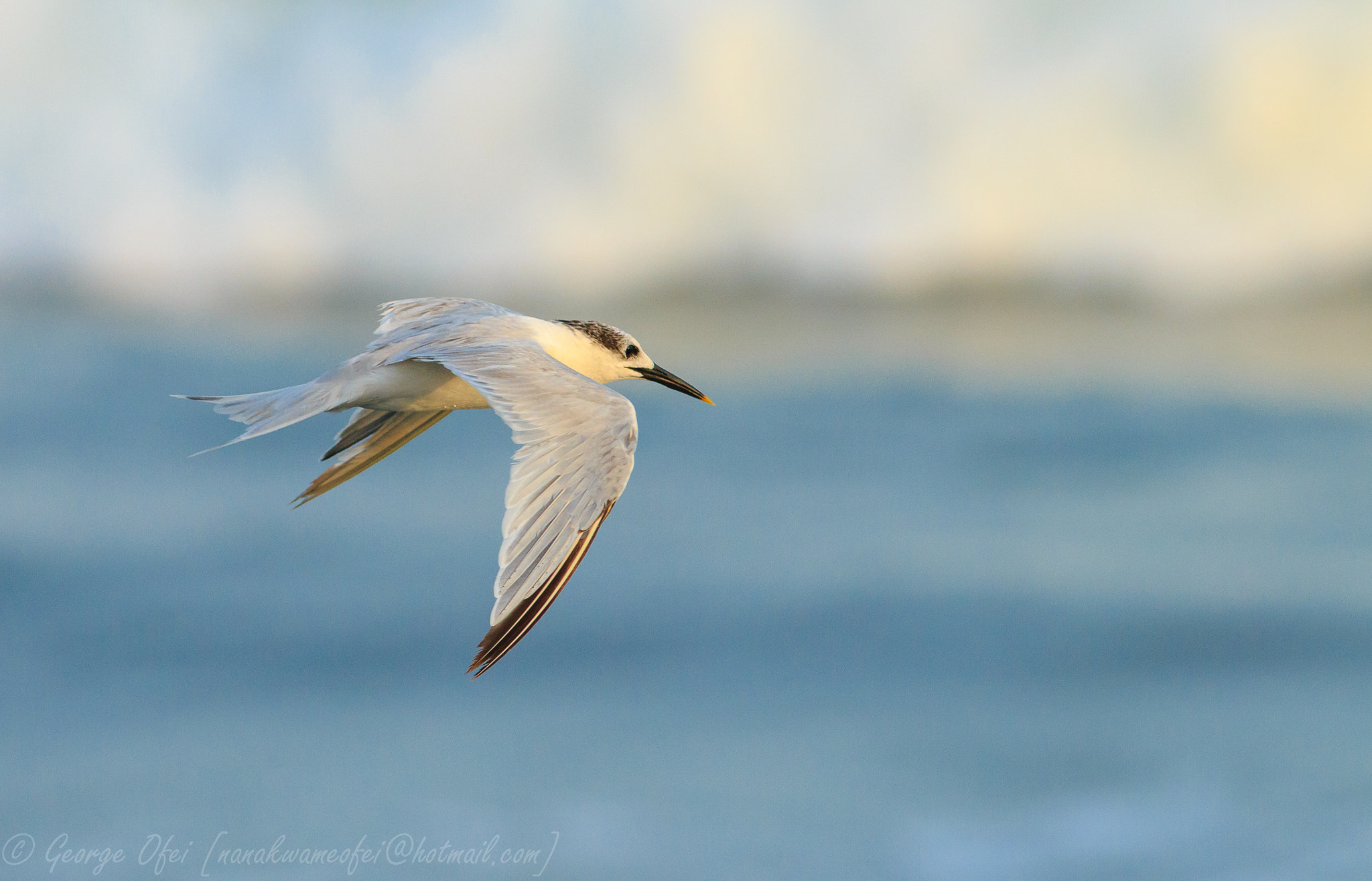 Canon EOS 70D + Canon EF 400mm F5.6L USM sample photo. Sandwich tern  photography