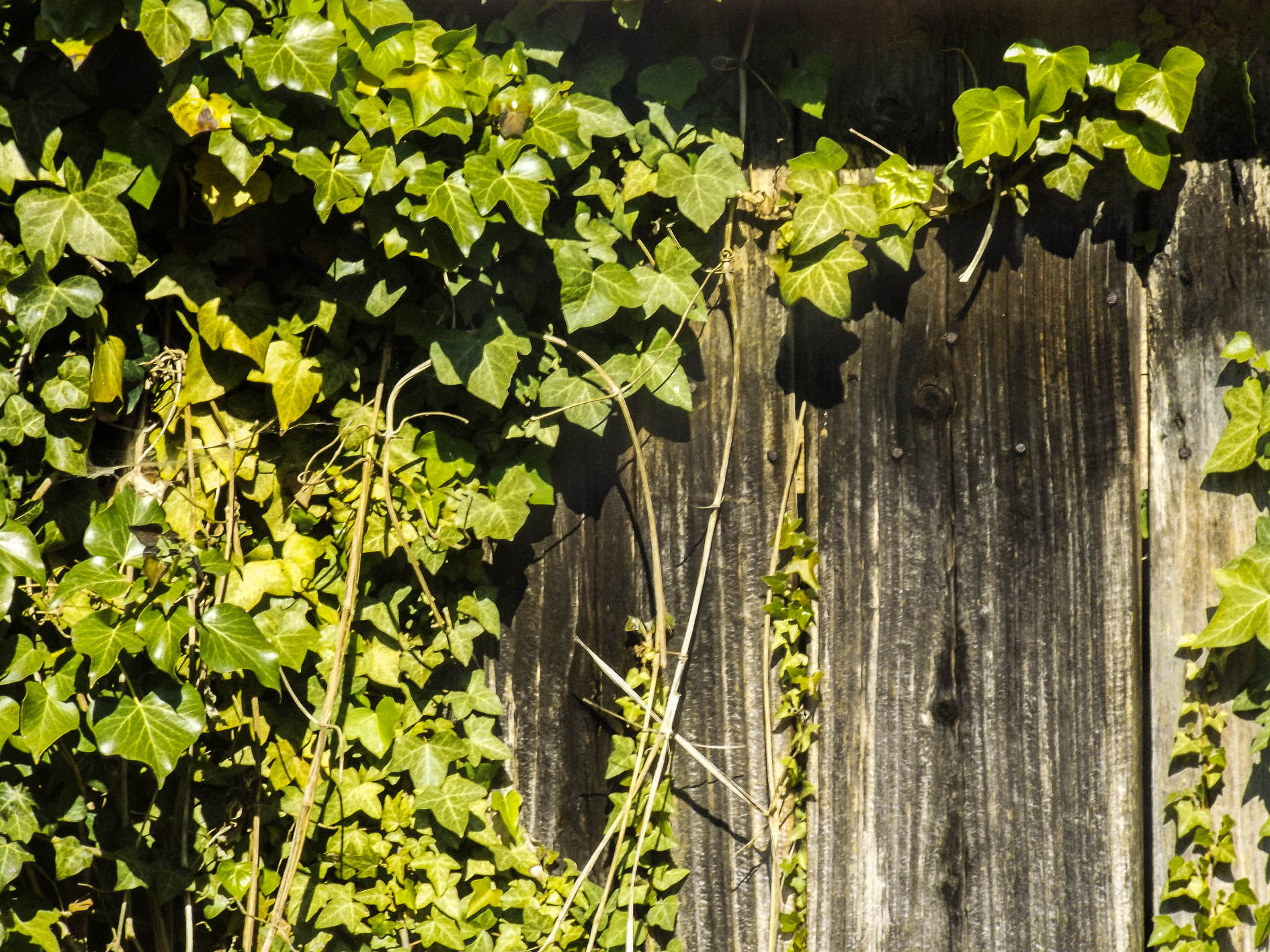 Fujifilm FinePix S4600 sample photo. Porte condamnée par la nature photography