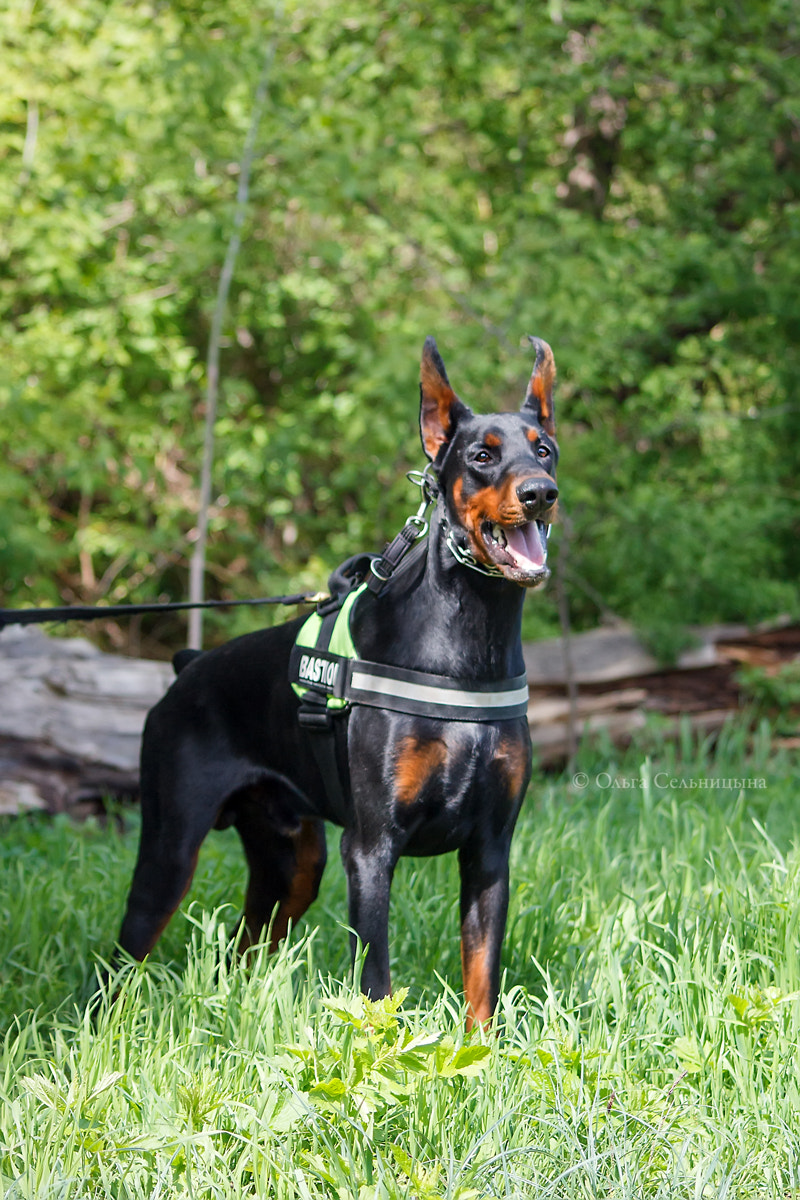 Canon EOS 1100D (EOS Rebel T3 / EOS Kiss X50) + Sigma 70-300mm F4-5.6 APO DG Macro sample photo. Doberman power & grace bastion photography