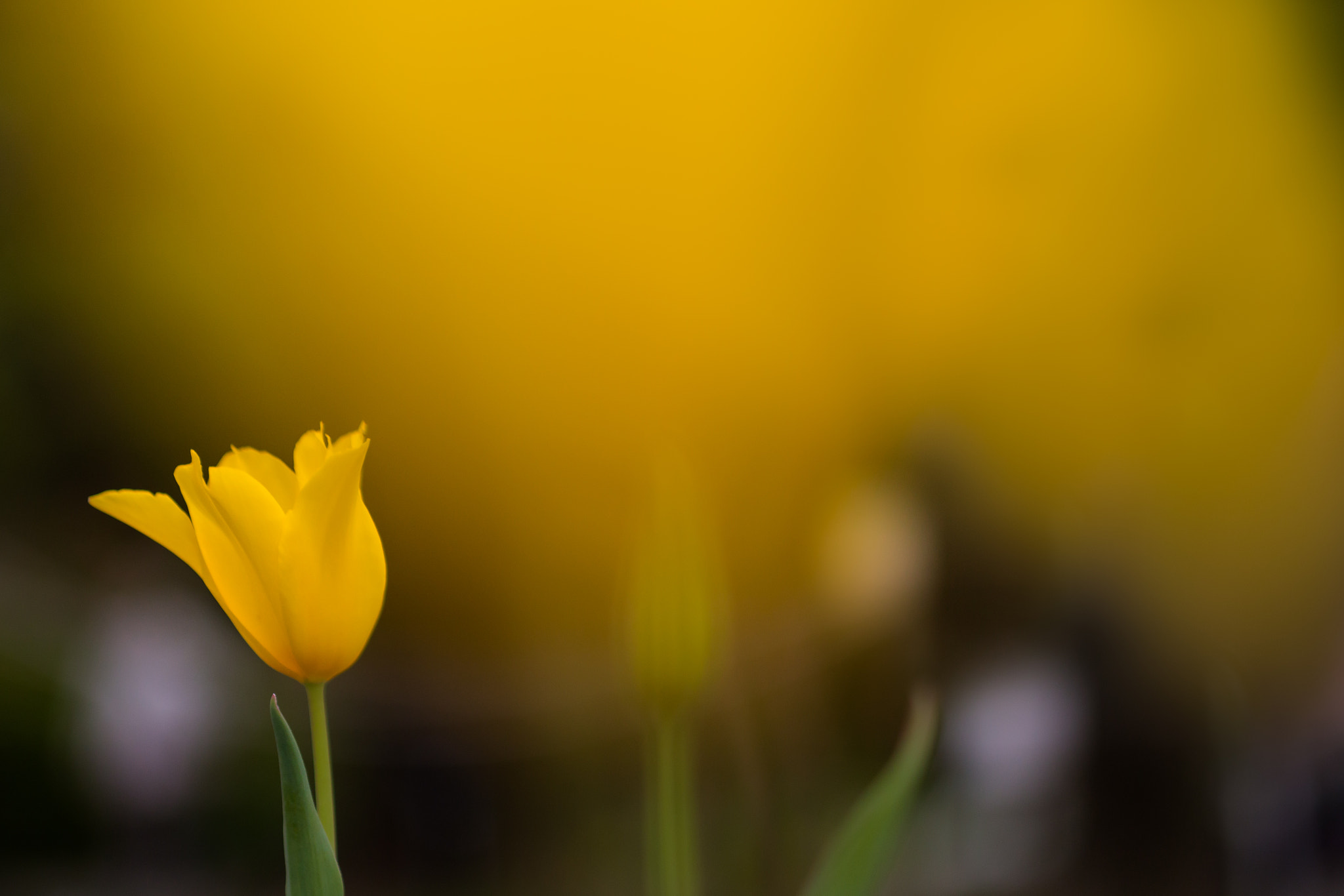 Canon EOS 70D sample photo. Yellow tulip  photography