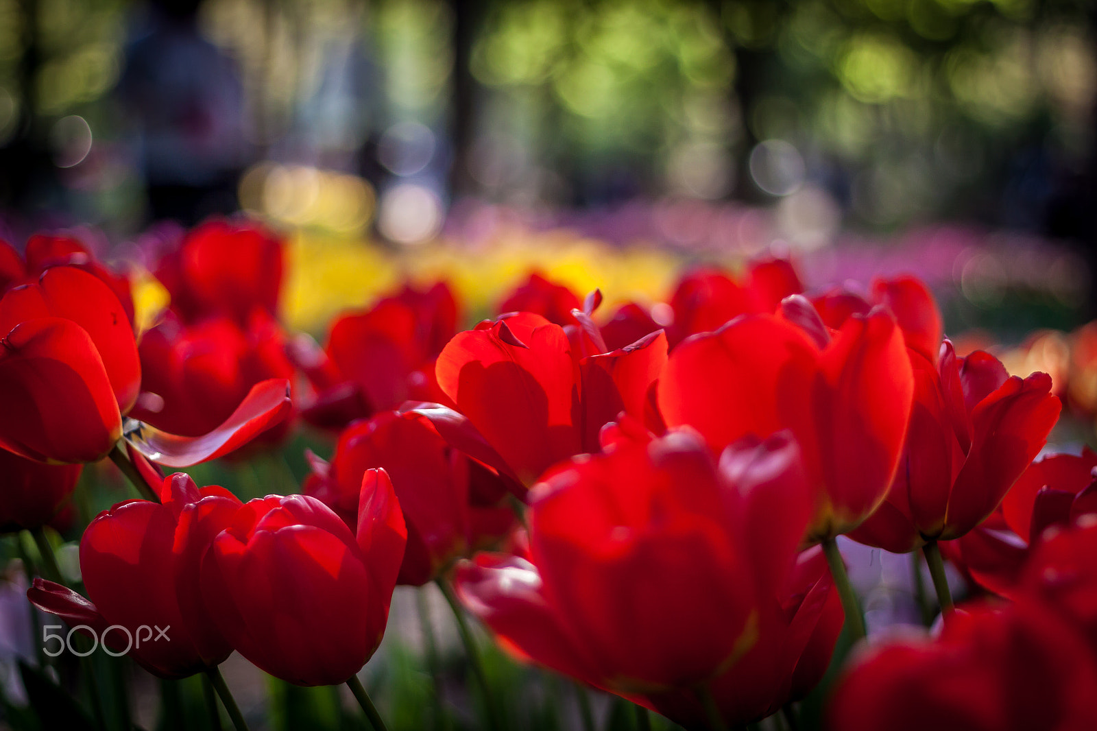 Canon EOS 50D sample photo. Red tulips photography