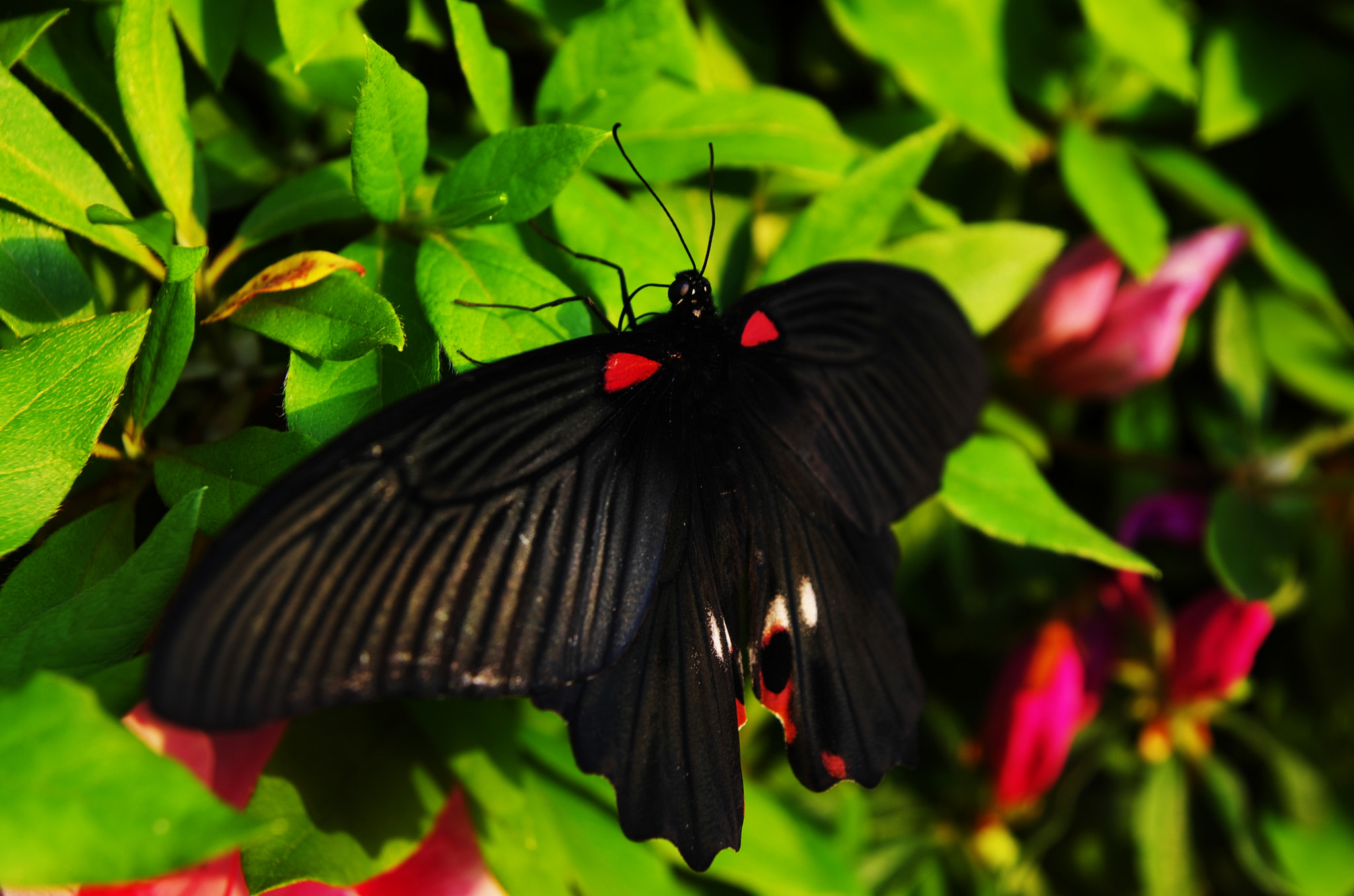 Pentax K-5 sample photo. Great mormon photography