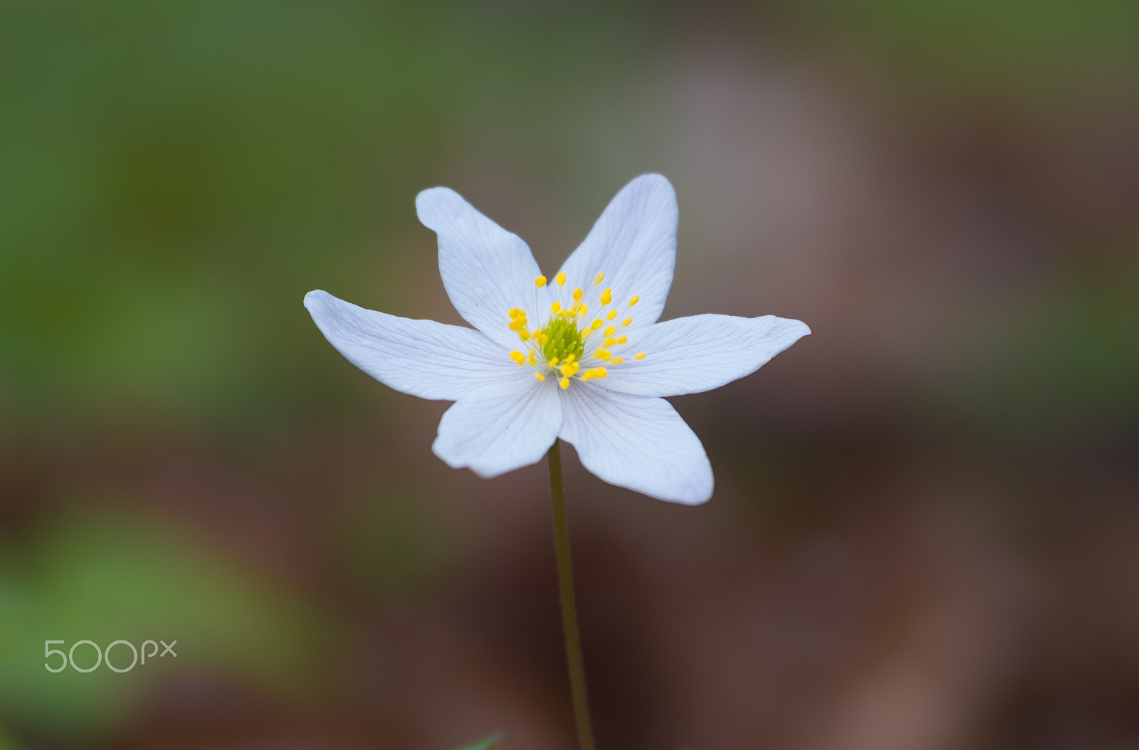 Fujifilm X-T2 + XF50-140mmF2.8 R LM OIS WR + 1.4x sample photo. Edit photography