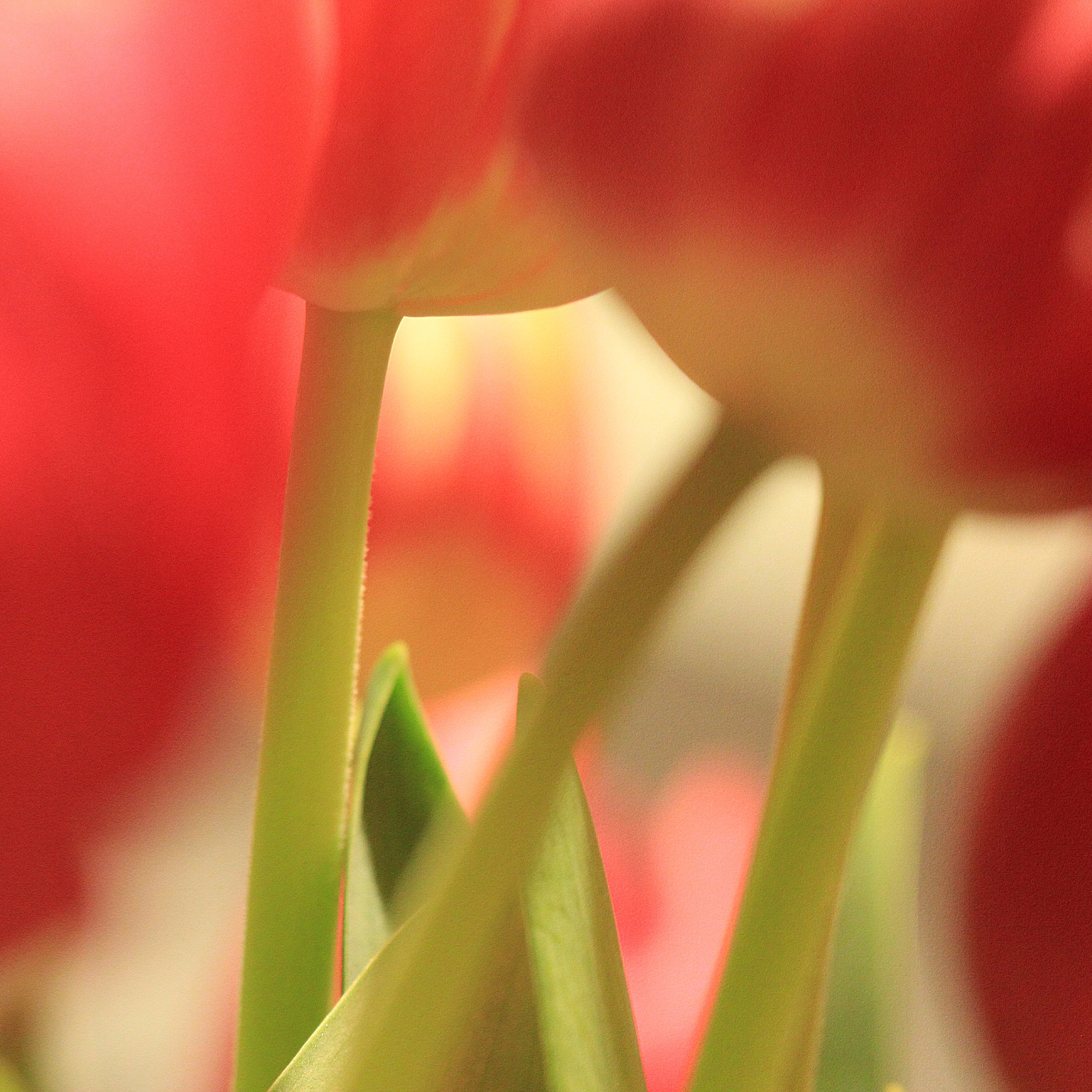 Canon EOS 550D (EOS Rebel T2i / EOS Kiss X4) + EF75-300mm f/4-5.6 sample photo. Tulips photography