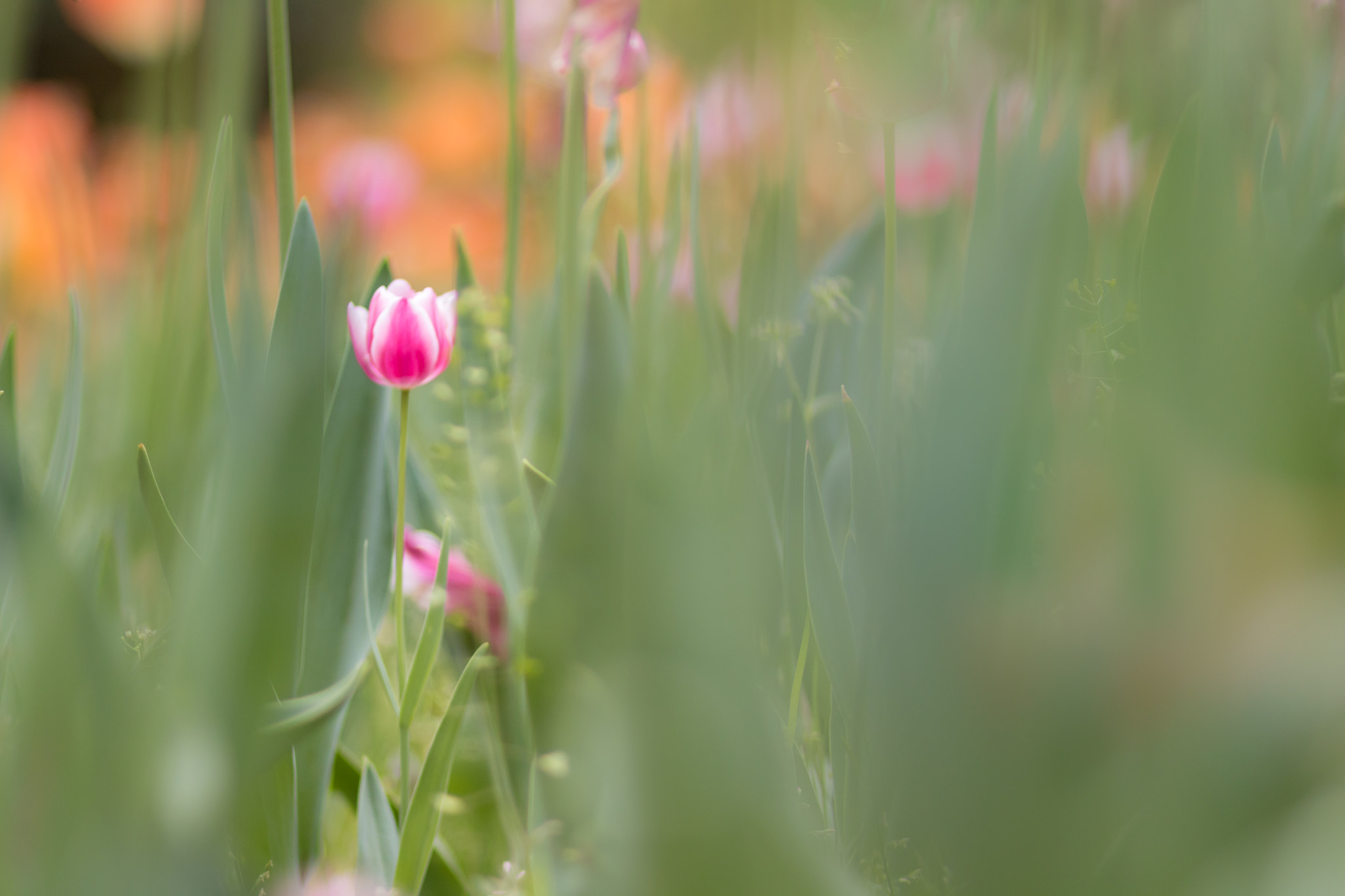Canon EOS 70D + Canon EF 85mm F1.8 USM sample photo. Tulip photography