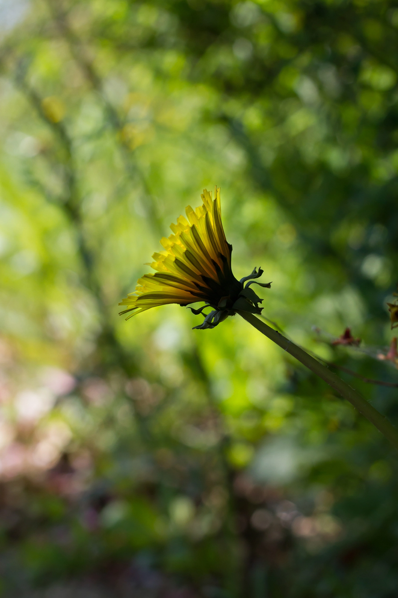 Canon EOS 7D sample photo. Dandelion photography