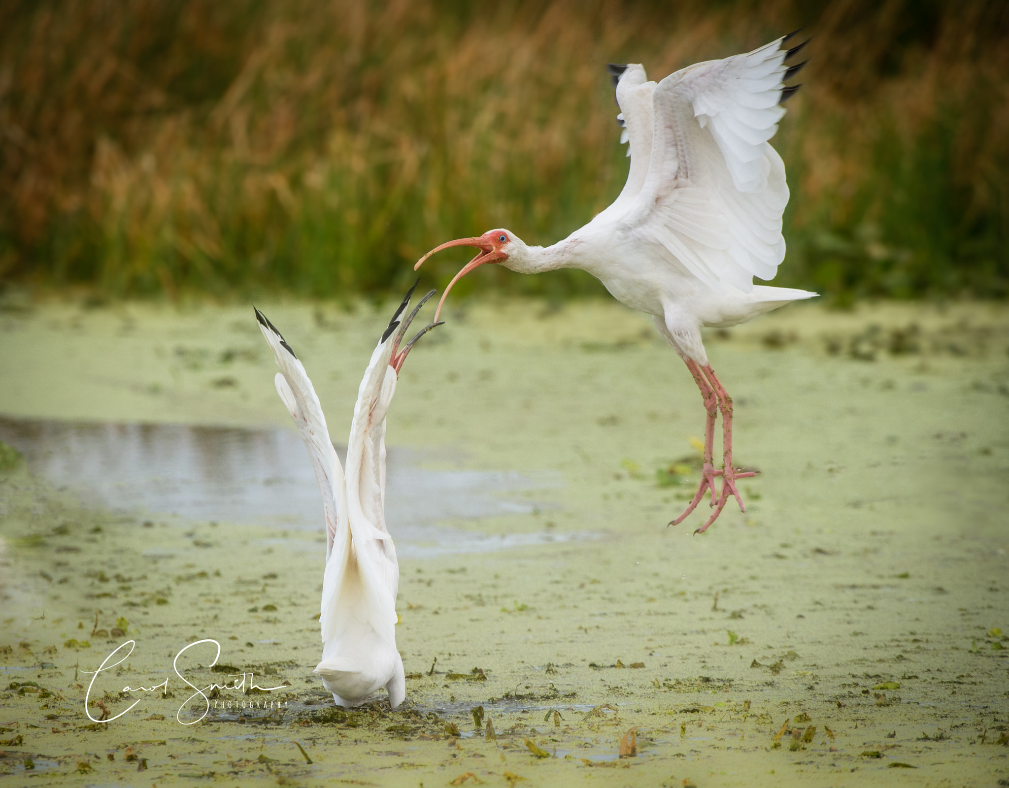 Nikon D4 + Nikon AF-S Nikkor 200-400mm F4G ED-IF VR sample photo. Mating dance photography