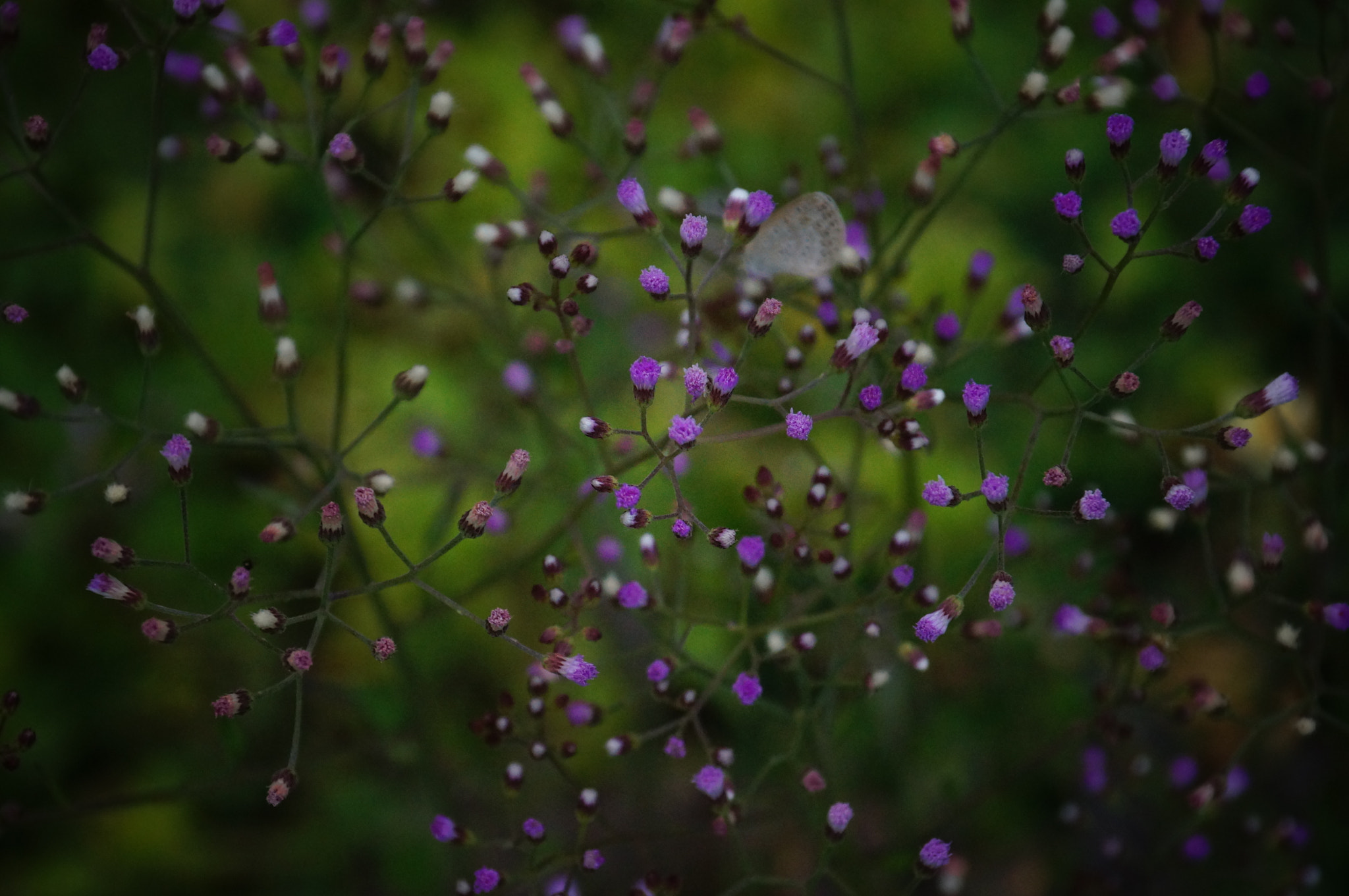 Sony DT 18-135mm F3.5-5.6 SAM sample photo