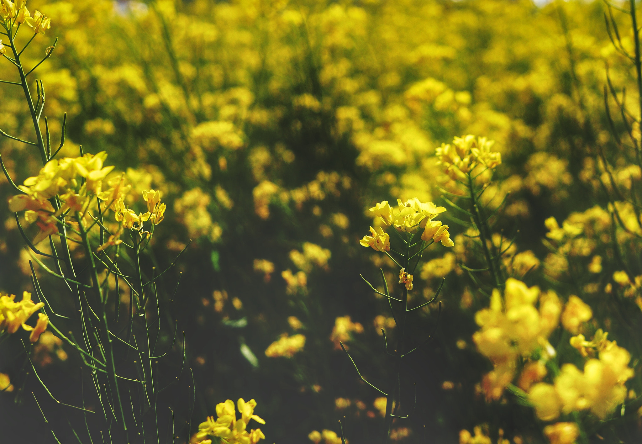 Panasonic Lumix DMC-GX85 (Lumix DMC-GX80 / Lumix DMC-GX7 Mark II) sample photo. Rape blossoms. photography