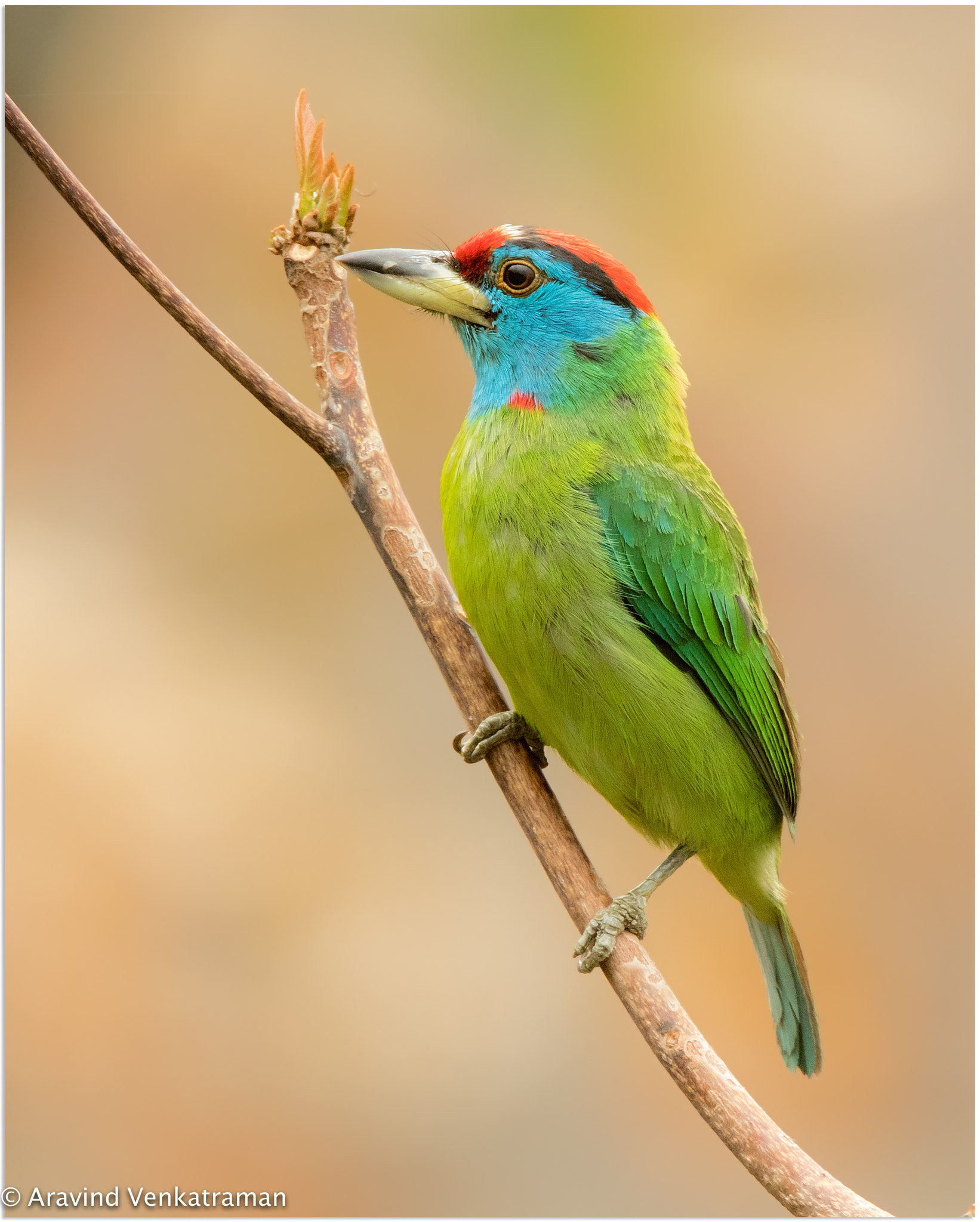 Canon EF 500mm F4L IS USM sample photo. Blue-throated barbet photography