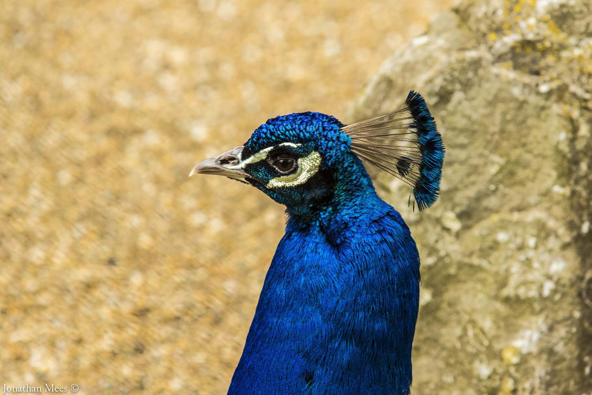 Canon EF 70-200mm F2.8L USM sample photo. Peacock photography