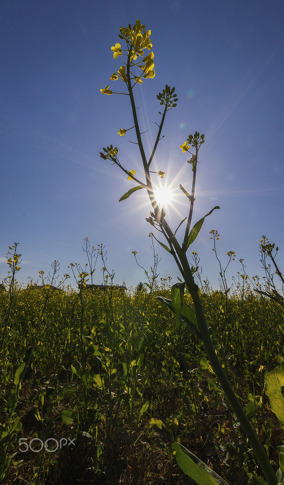 Sigma 10-20mm F3.5 EX DC HSM sample photo. Nature photography