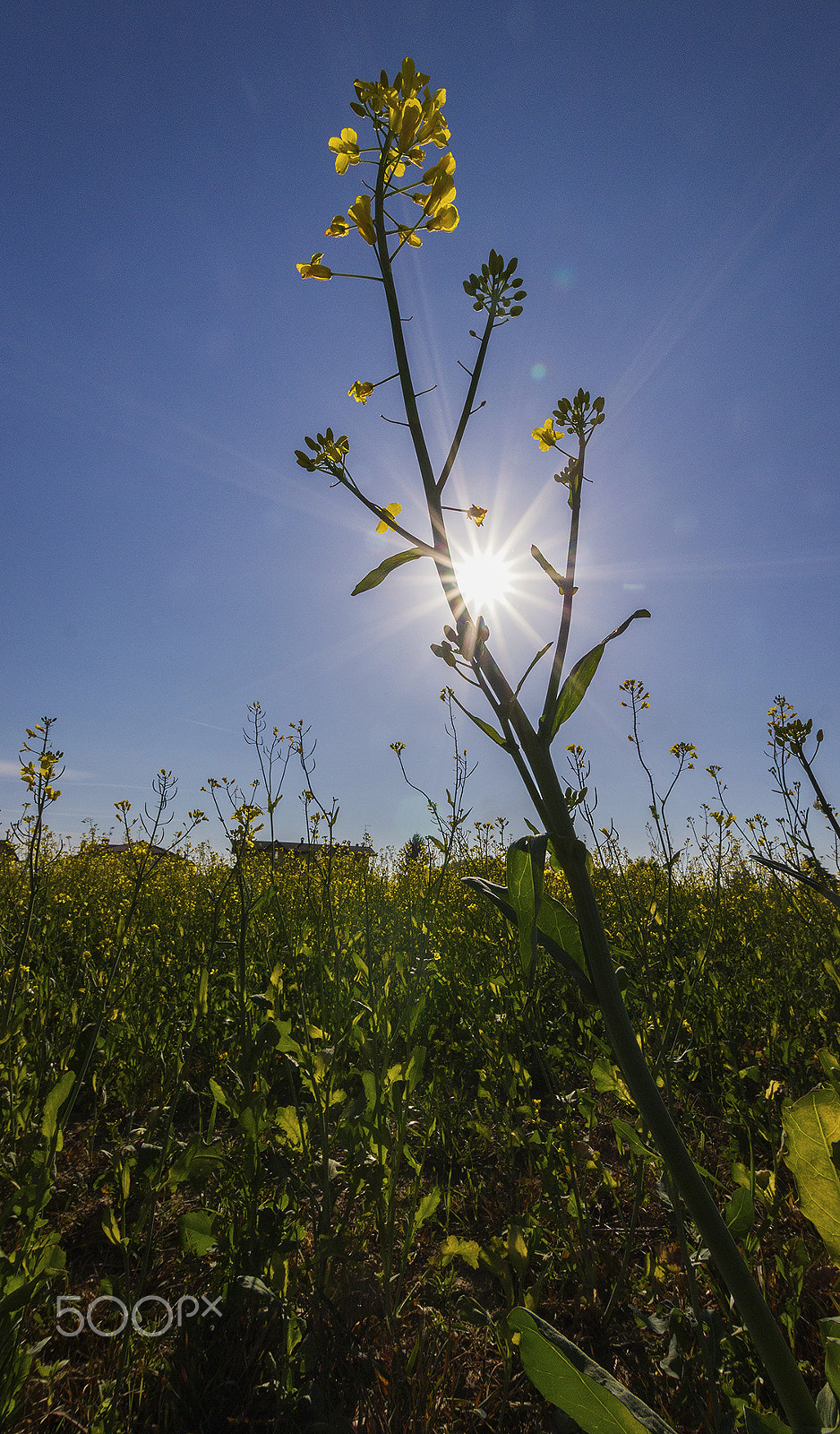 Canon EOS 700D (EOS Rebel T5i / EOS Kiss X7i) sample photo. Nature photography