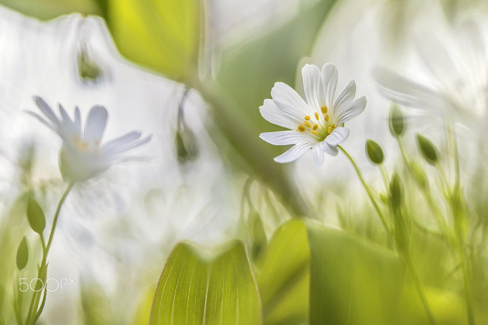 Canon EF 100mm F2.8 Macro USM sample photo. Stellaria holostea photography