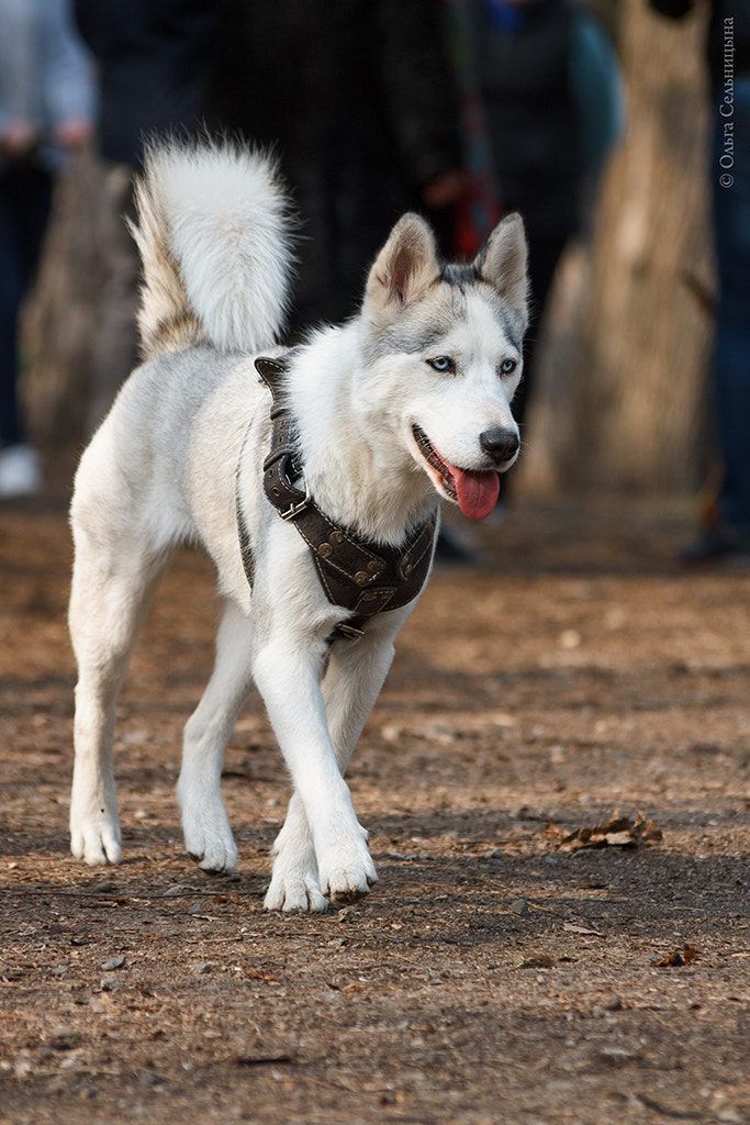 Canon EOS 1100D (EOS Rebel T3 / EOS Kiss X50) + Sigma 70-300mm F4-5.6 APO DG Macro sample photo. Husky photography