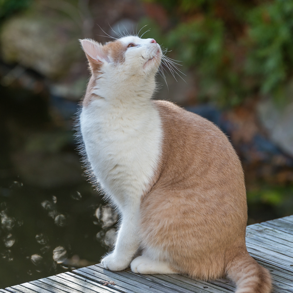 Nikon AF-S Nikkor 70-200mm F2.8G ED VR II sample photo. Katze photography