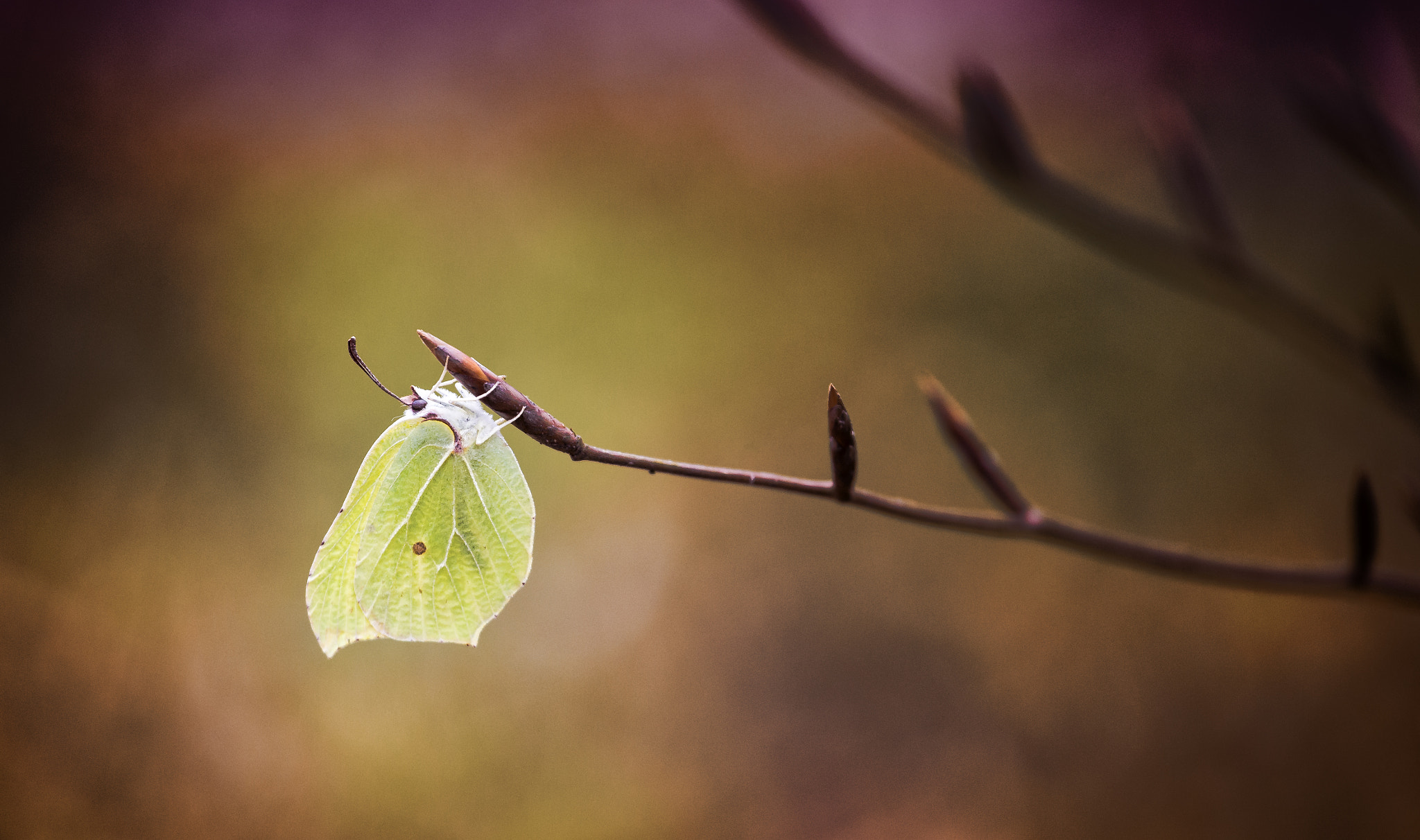 Canon EOS 6D sample photo. Gonepteryx rhamni photography