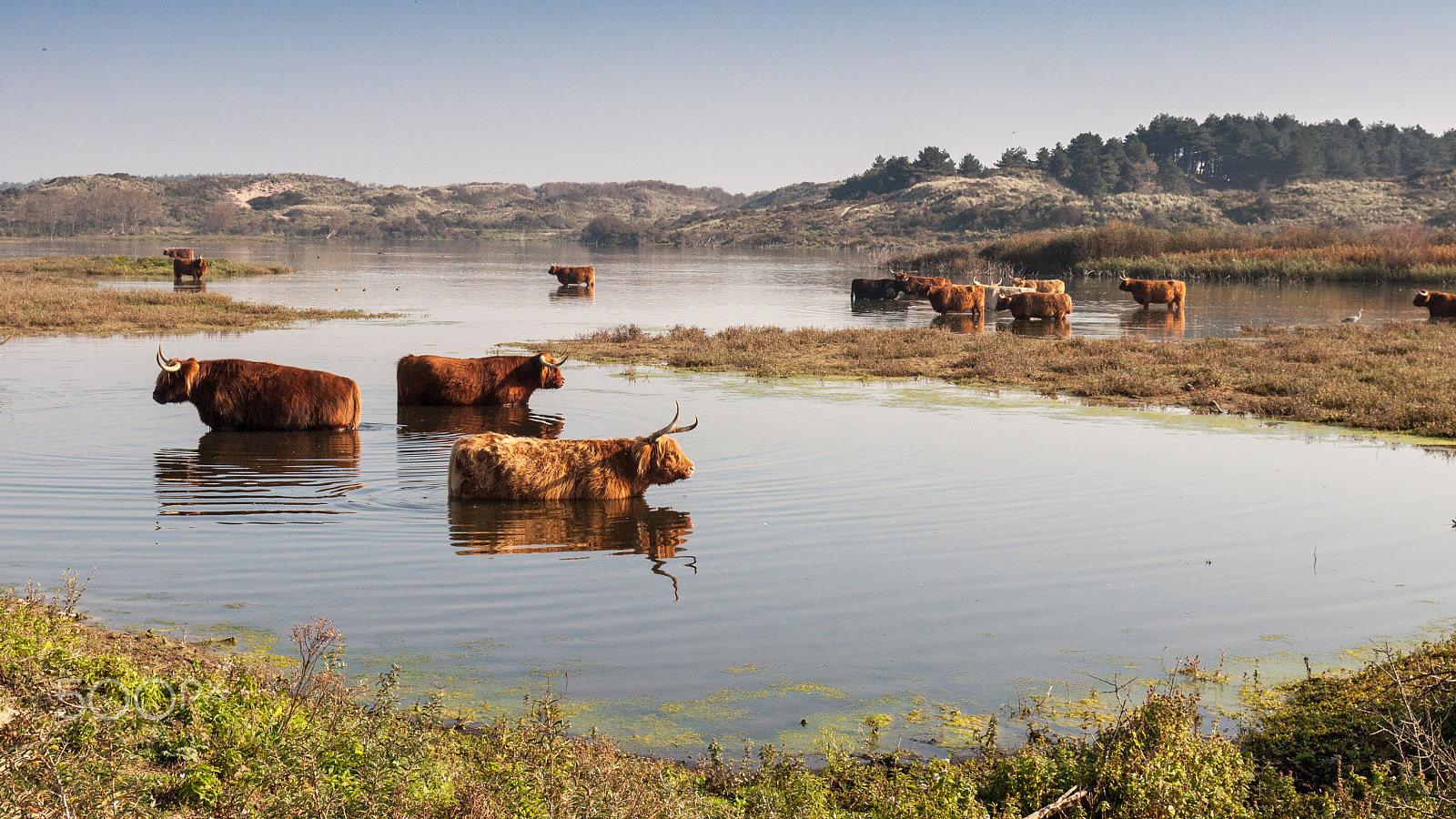 Nikon D90 sample photo. Highland cattle in zuid-kennemerland photography