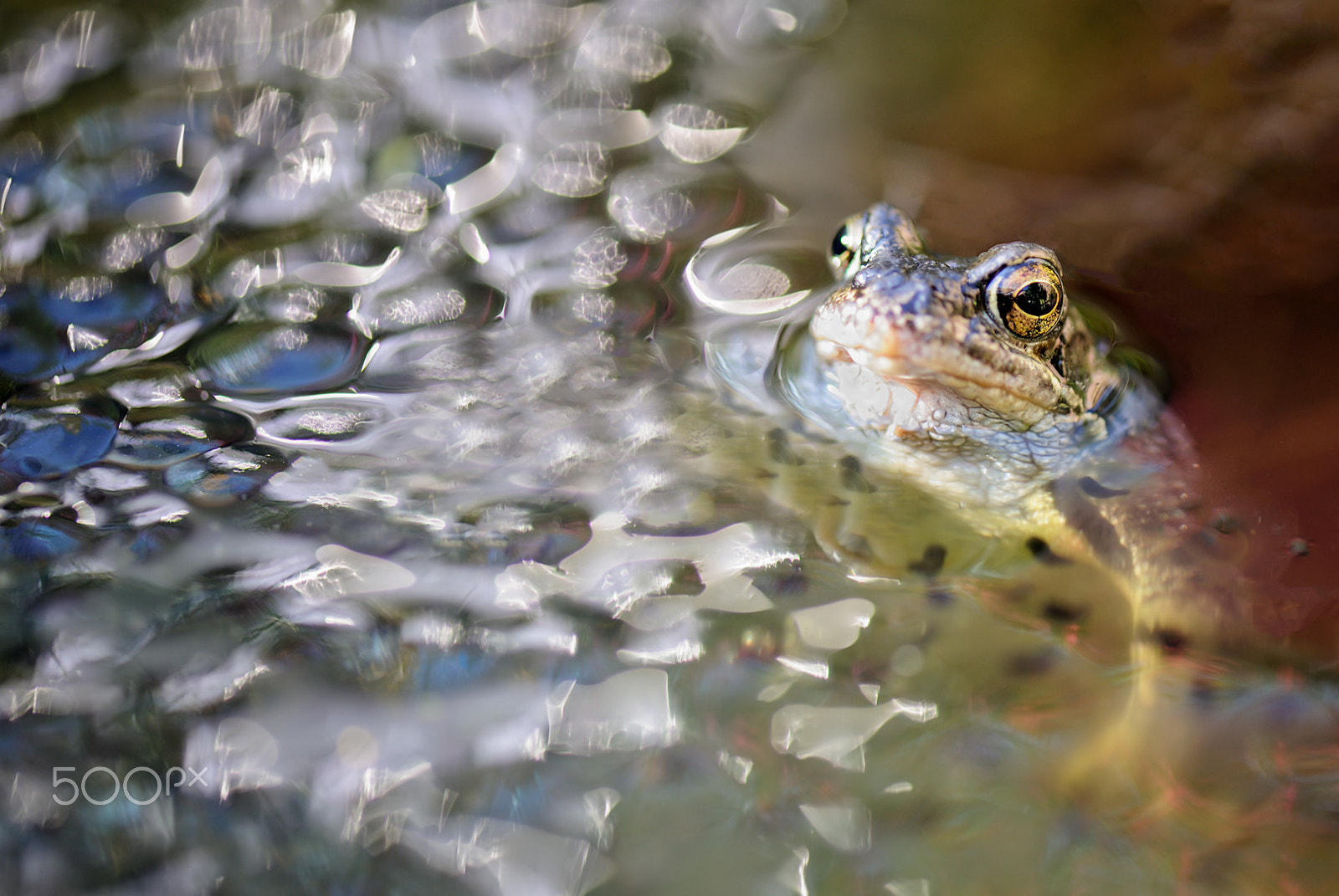 Nikon D3X sample photo. Frog in his frog drill photography