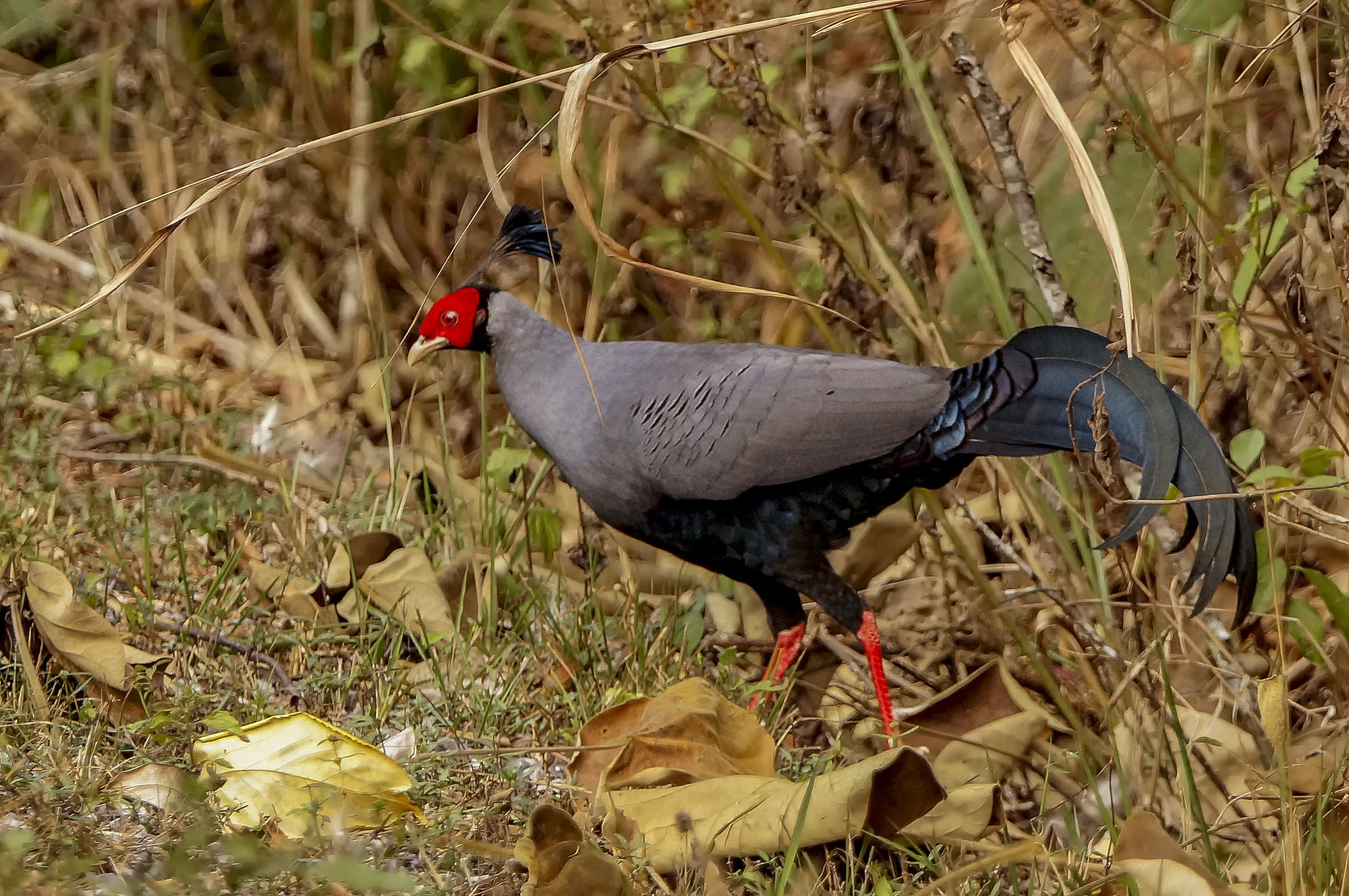 Sony SLT-A57 + Sony 70-400mm F4-5.6 G SSM sample photo. Siamese fireback photography