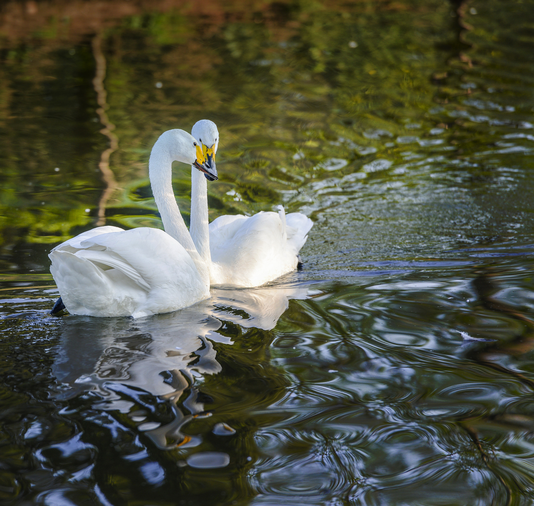 Nikon AF-S Nikkor 70-200mm F2.8G ED VR II sample photo