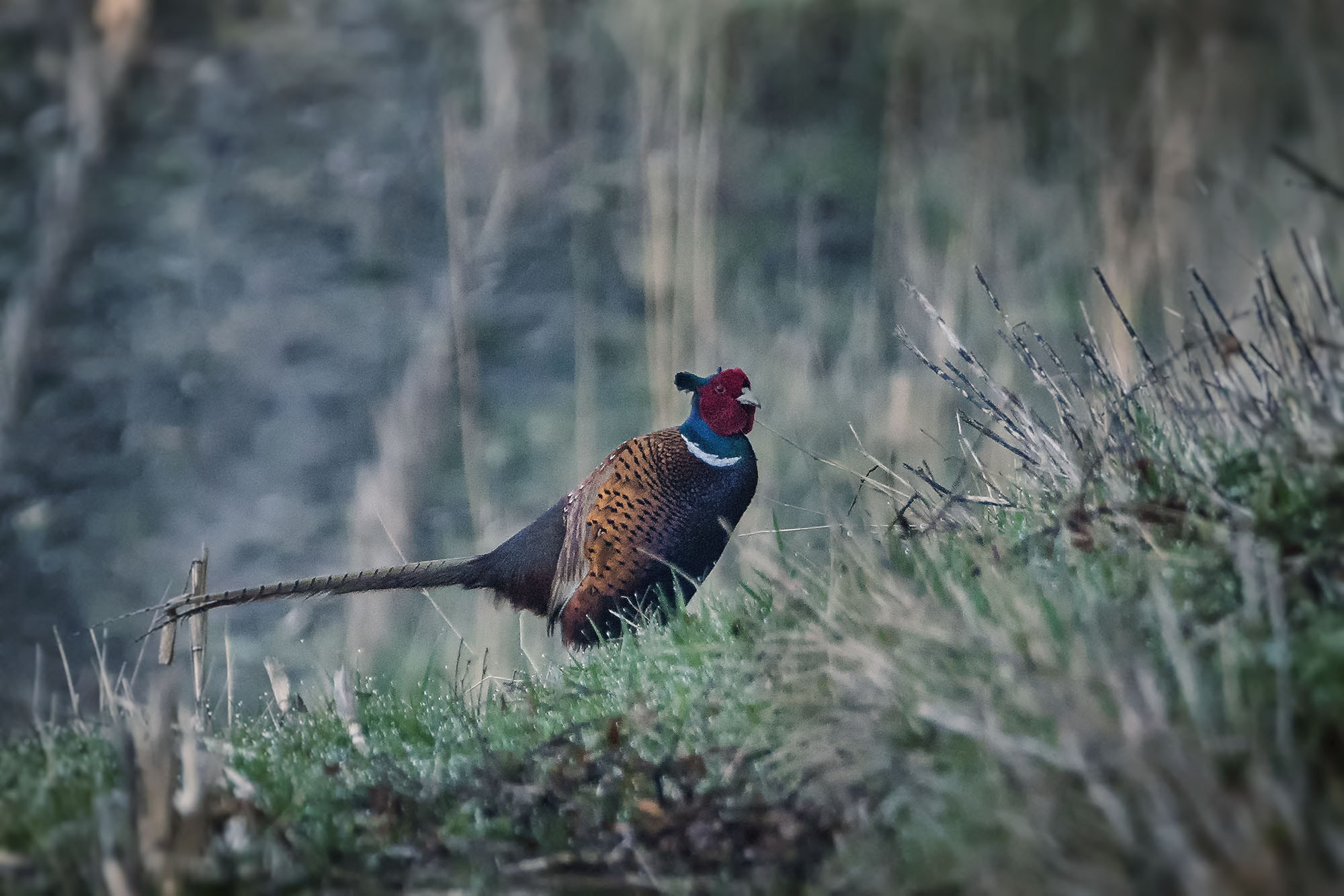 Sony ILCA-77M2 sample photo. Common pheasant photography