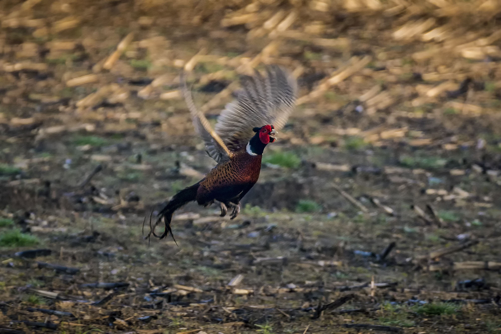 Sony ILCA-77M2 sample photo. Common pheasant photography