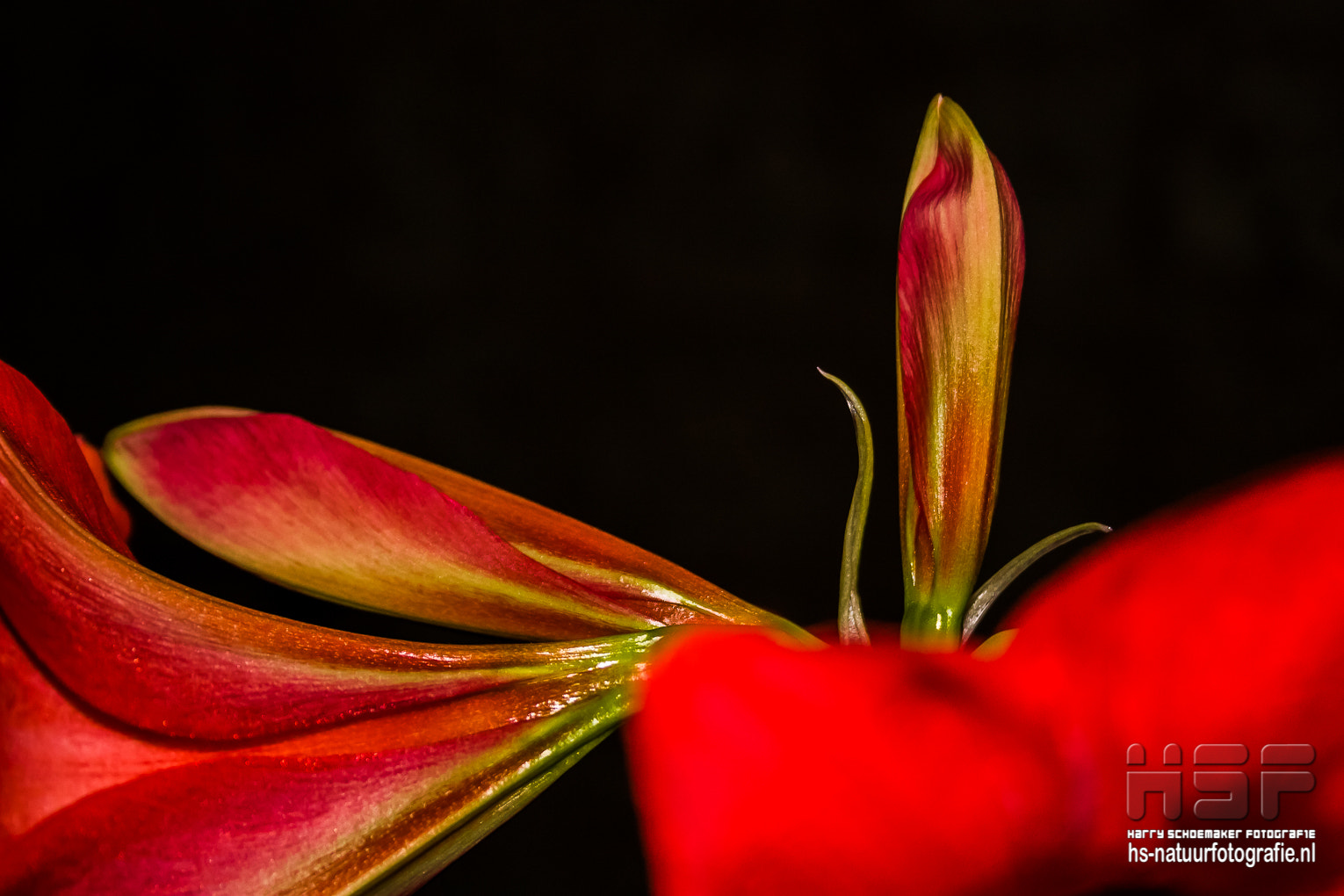 Canon EF-S 18-55mm F3.5-5.6 II sample photo. Amaryllis photography