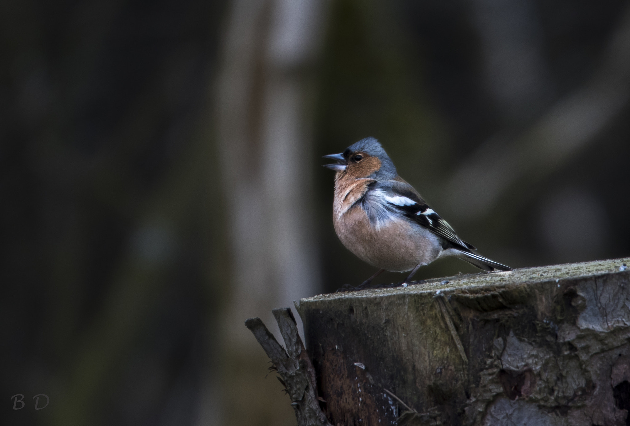 Canon EOS-1D X Mark II + Canon EF 500mm F4L IS USM sample photo. Chaffinch photography