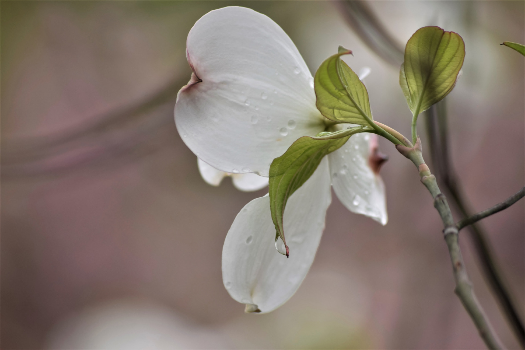 Sigma 70-300mm F4-5.6 APO DG Macro sample photo. How little we know... photography