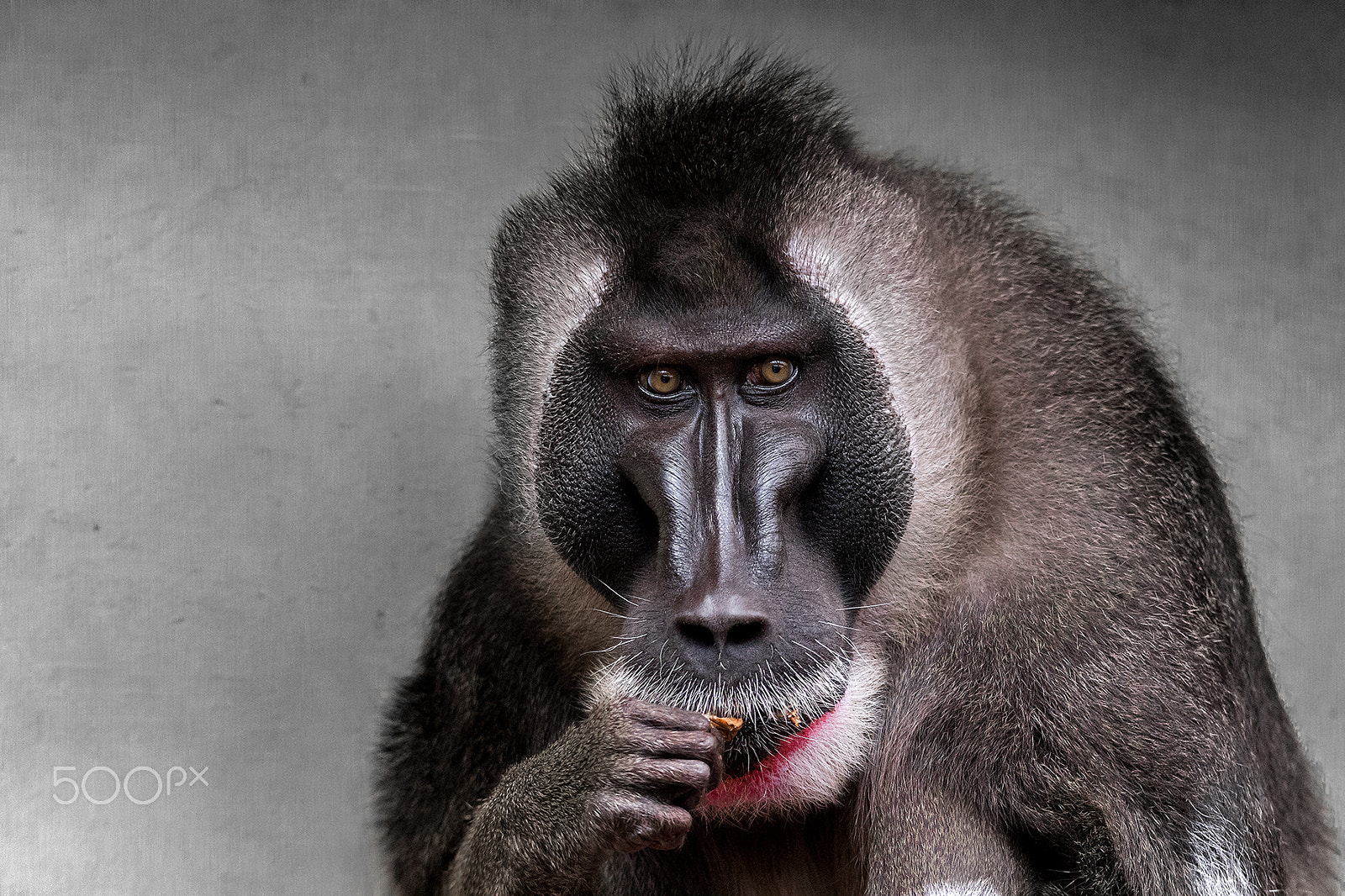 Tamron SP 150-600mm F5-6.3 Di VC USD sample photo. Ape portrait photography