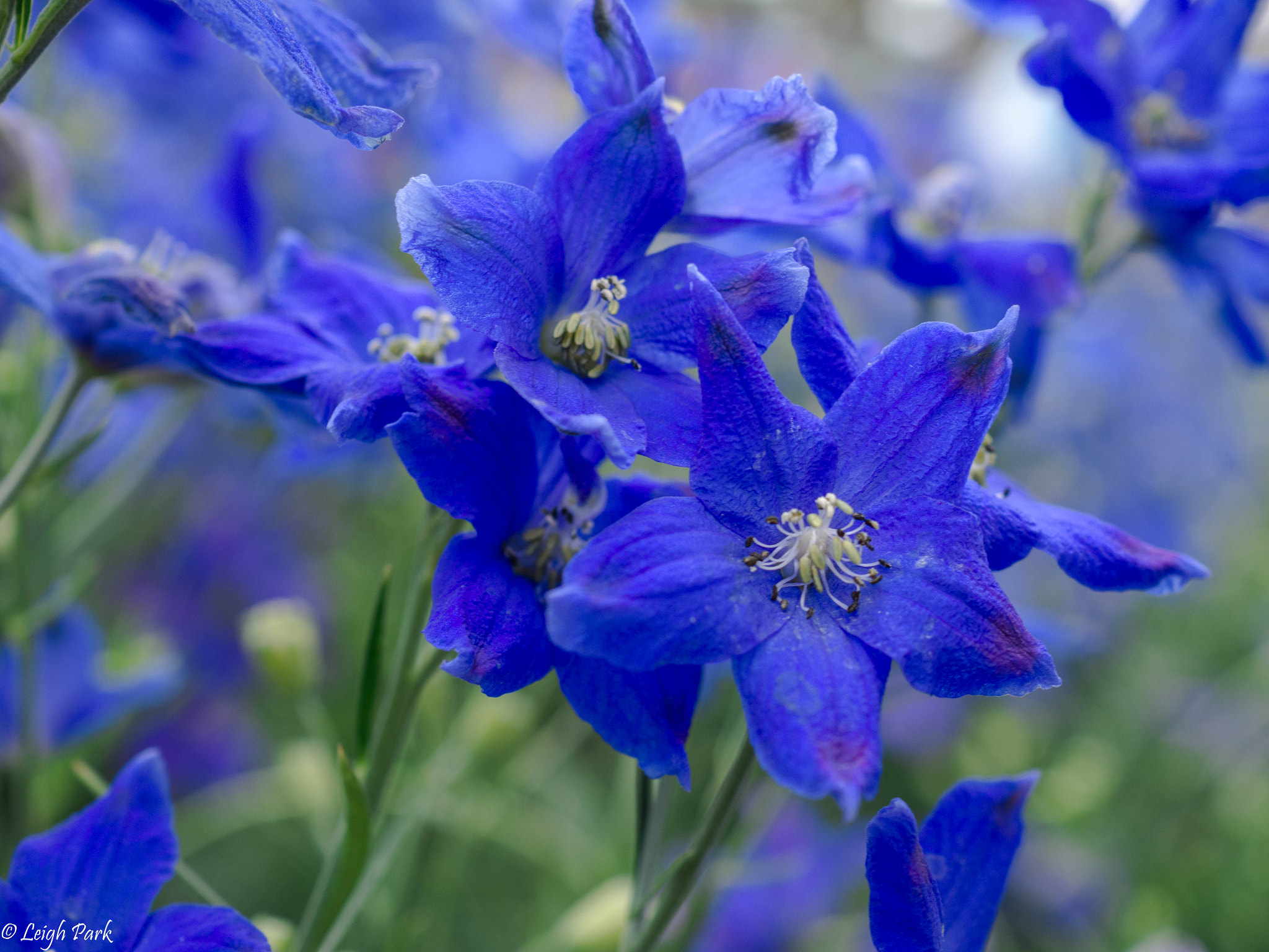 Olympus OM-D E-M10 II sample photo. Wild and blue delphinium photography