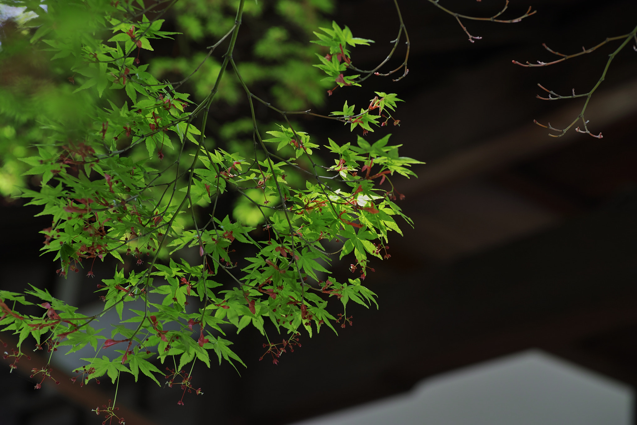 Sigma dp3 Quattro sample photo. Tender green in a castle photography