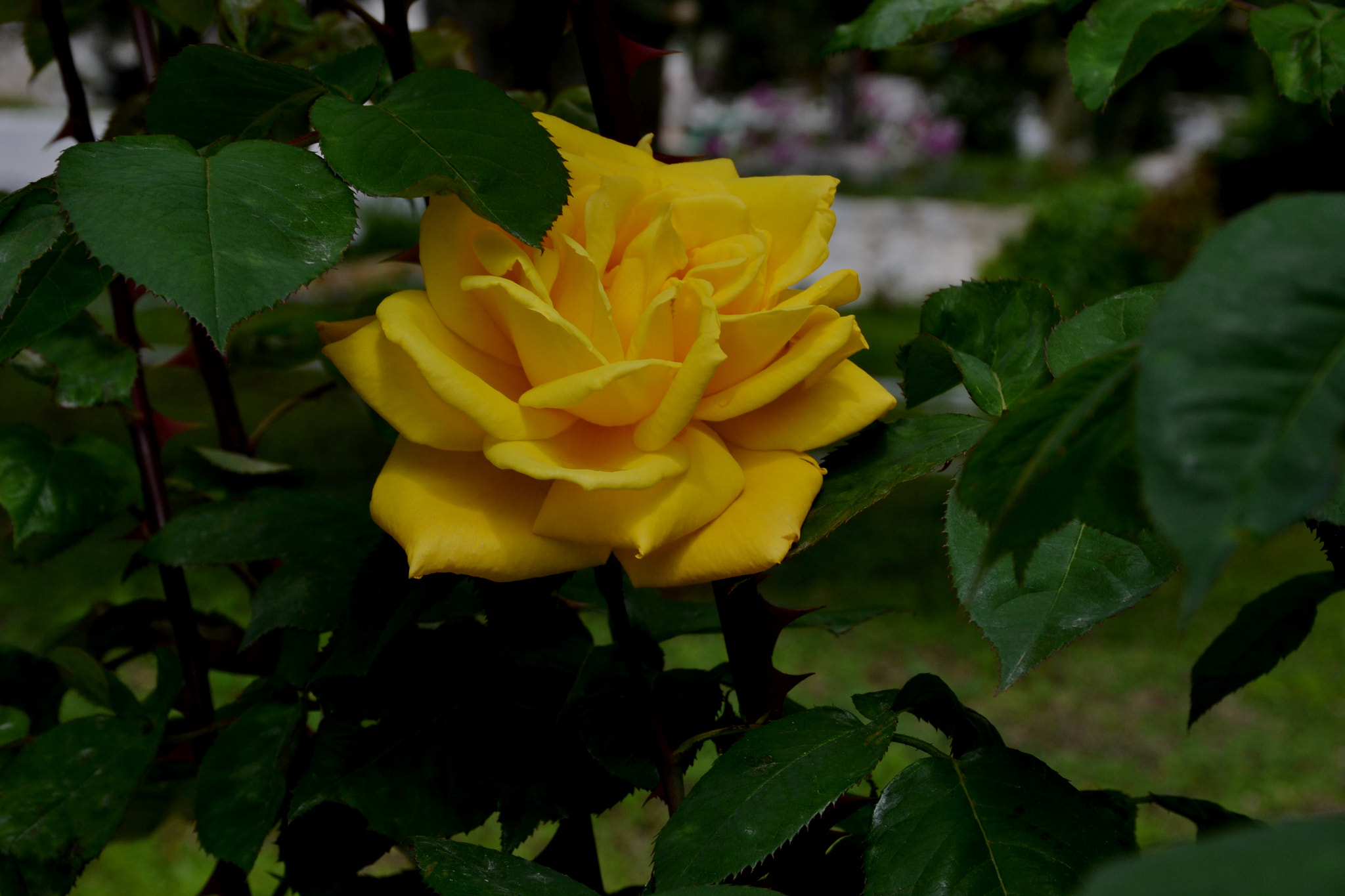 Nikon D3100 sample photo. Rose-1 photography