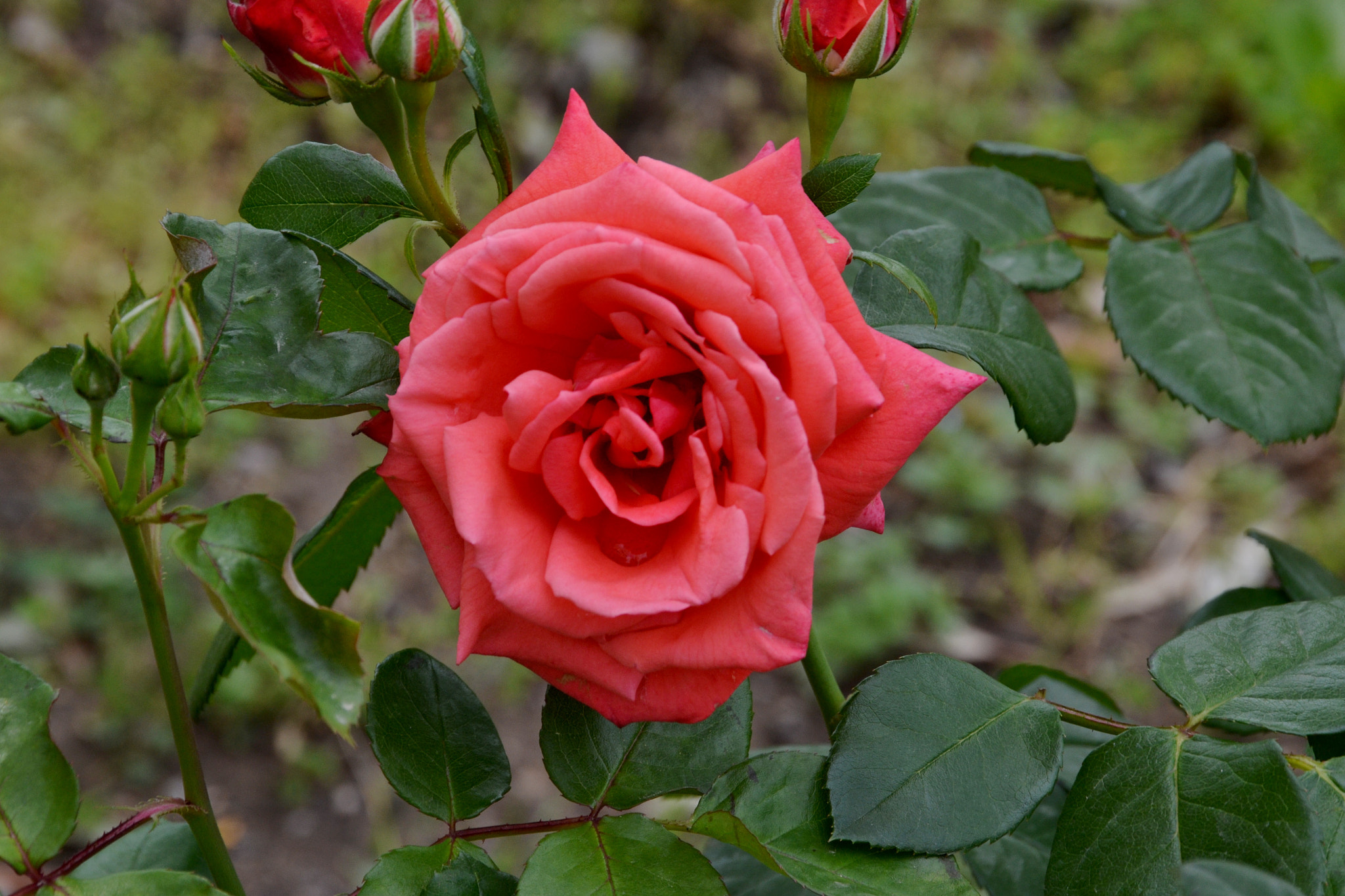 Nikon D3100 sample photo. Rose-2 photography