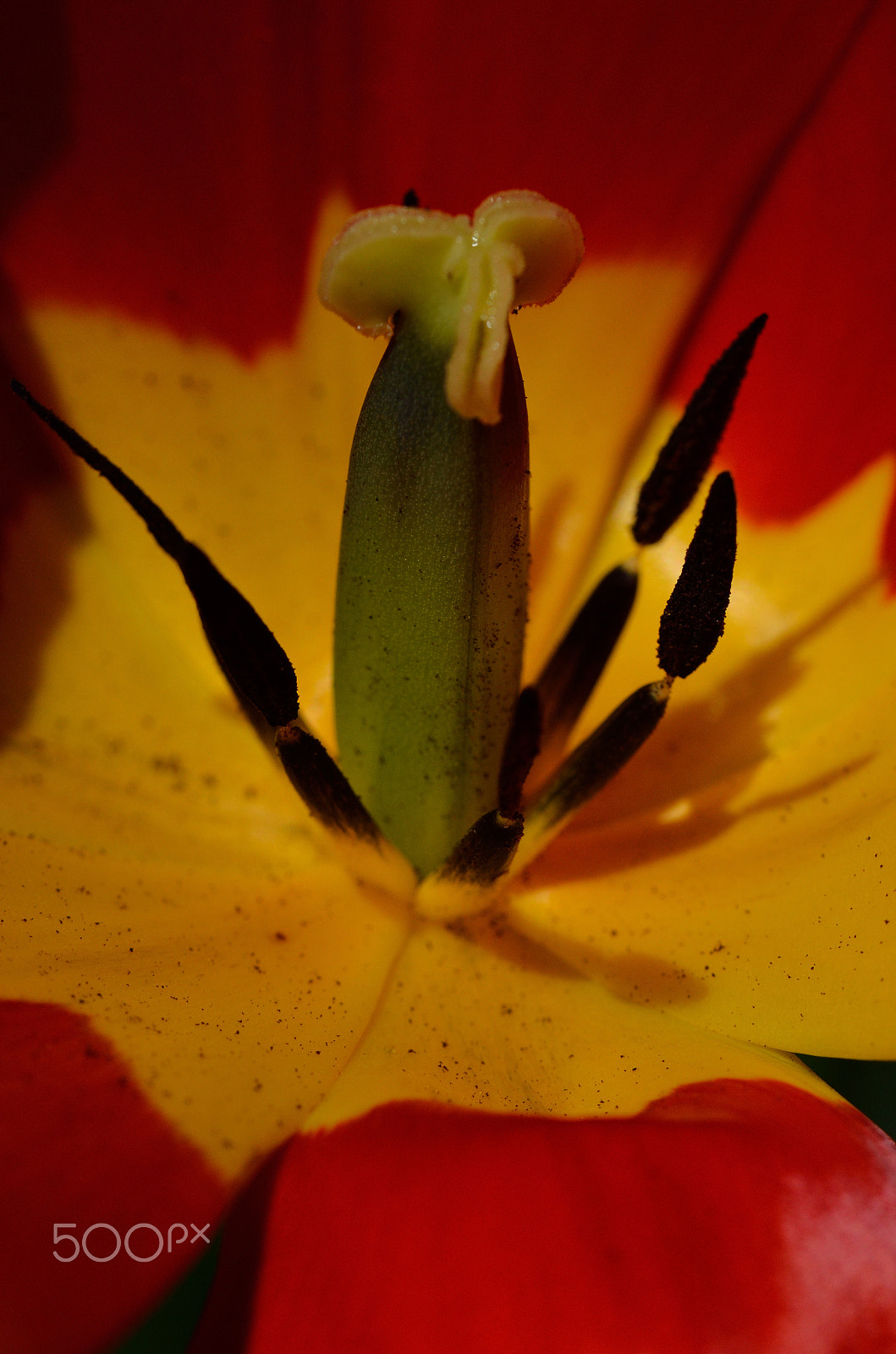 Sigma 105mm F2.8 EX DG OS HSM sample photo. Shadows within photography