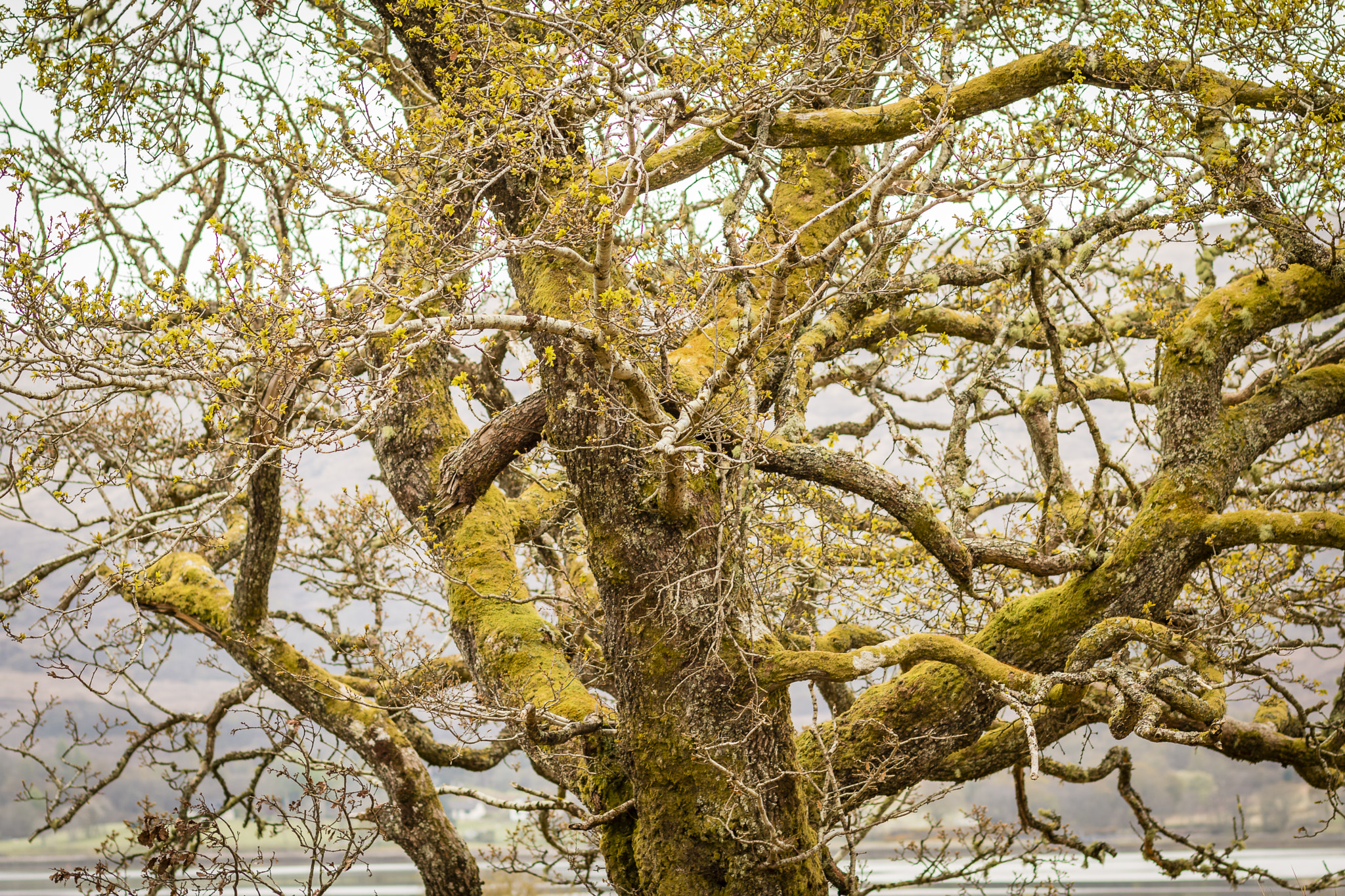 Canon EOS 70D sample photo. Twisty tree photography