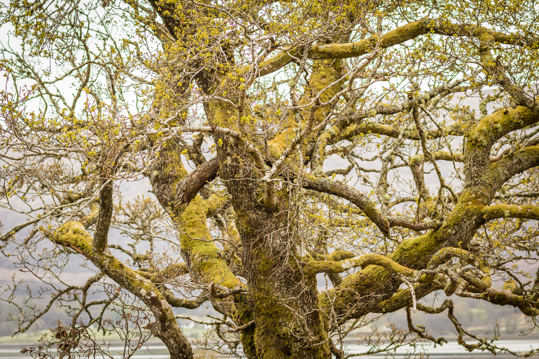 Canon EF 85mm F1.8 USM sample photo. Twisty tree photography