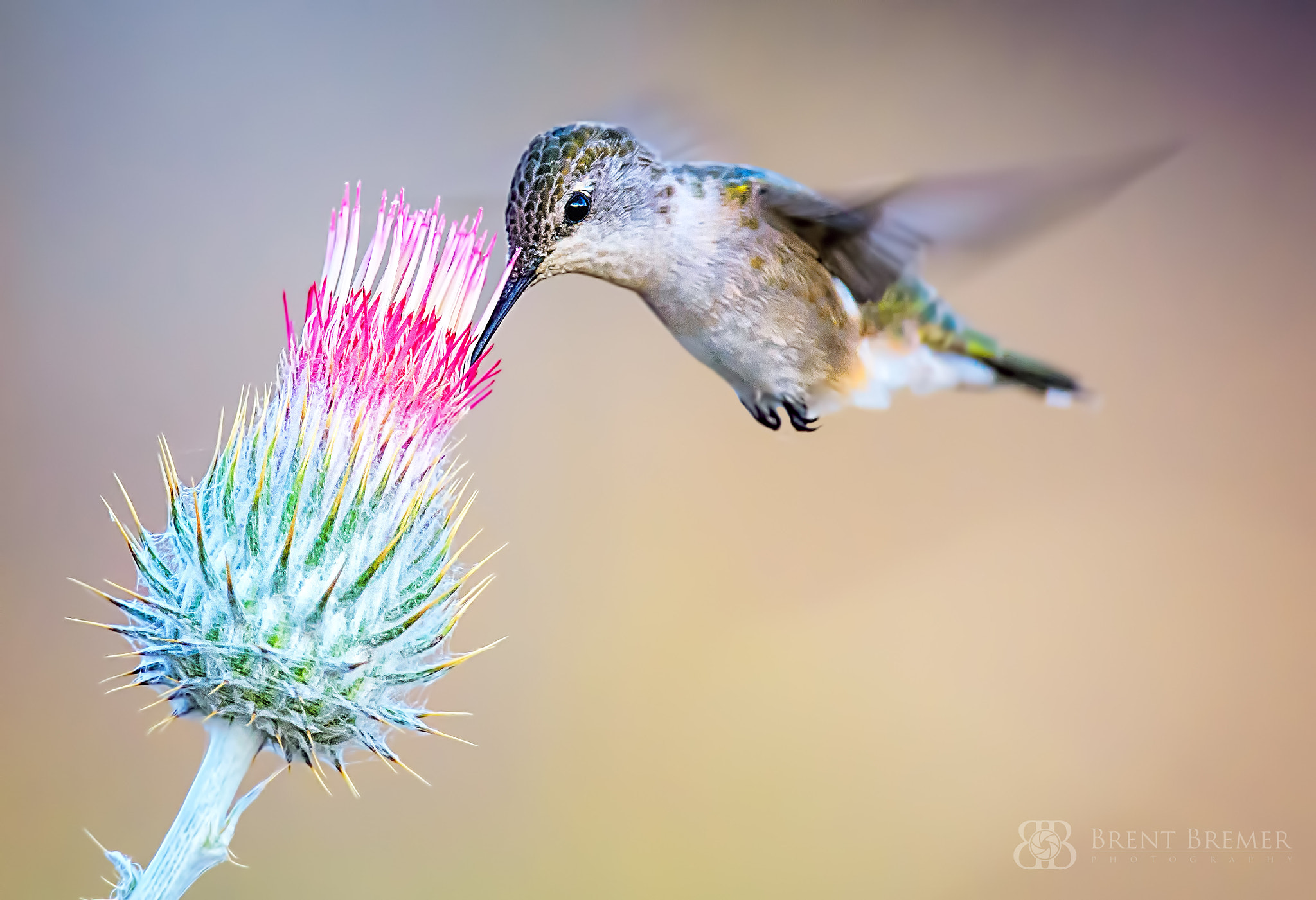 Nikon D7100 sample photo. Hummingbird on thistle photography