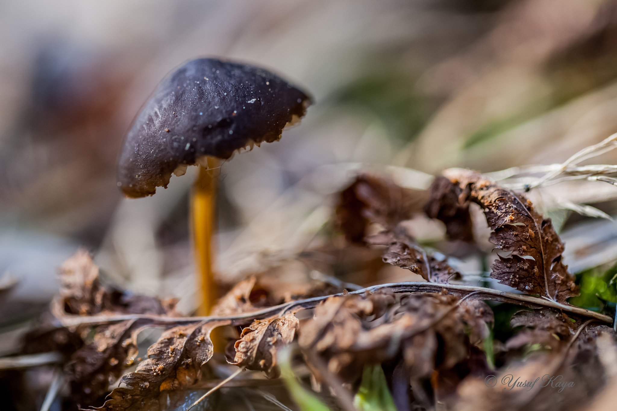 Canon EF 100mm F2.8L Macro IS USM sample photo. S. esculentu photography