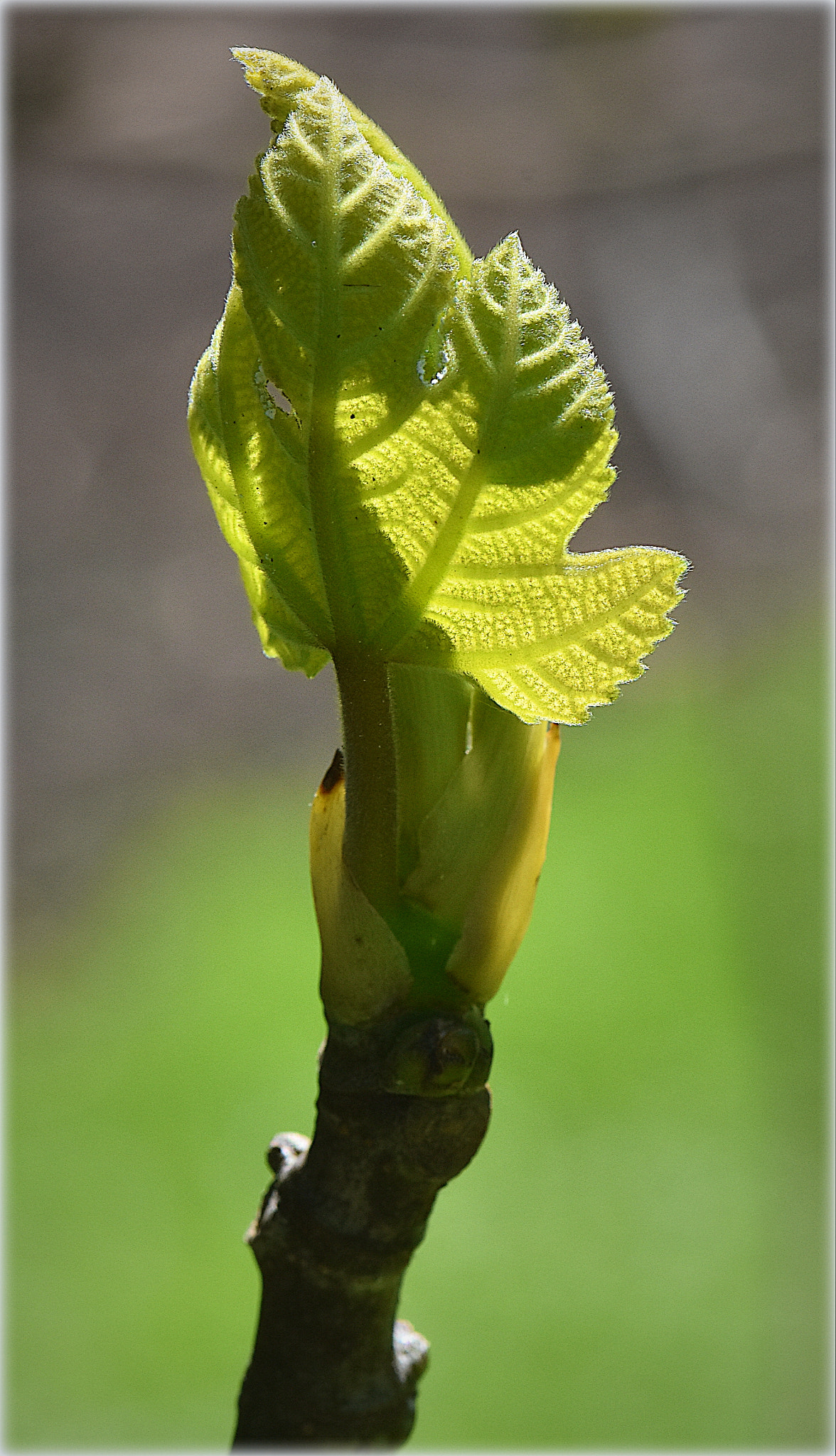 Nikon AF-S Micro-Nikkor 105mm F2.8G IF-ED VR sample photo. "green" photography