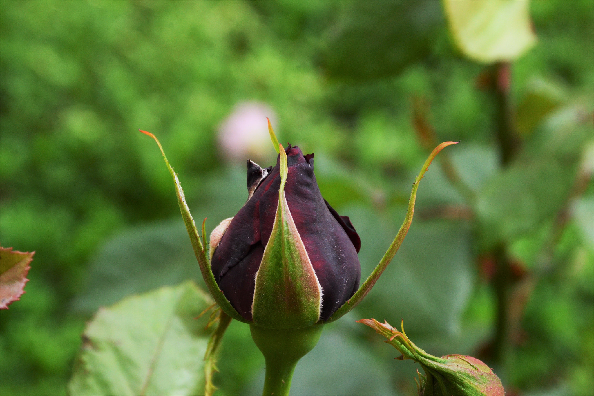 Nikon D3100 sample photo. Rose-4 photography