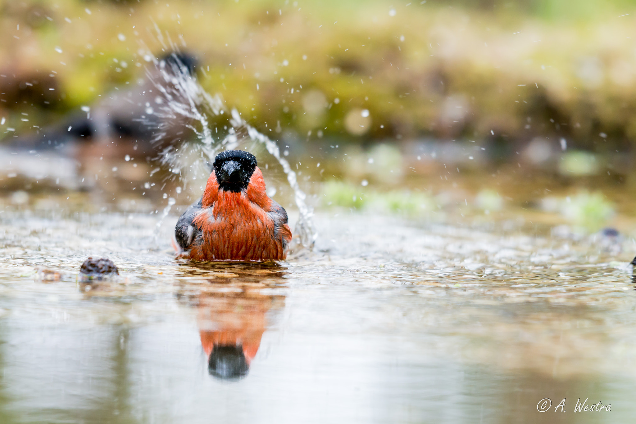 Nikon AF-S Nikkor 200-500mm F5.6E ED VR sample photo. Eurasian bullfinch photography