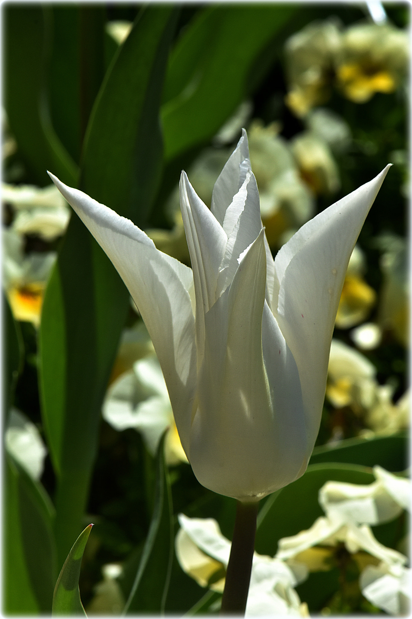 Nikon D7200 sample photo. "white tulip" photography