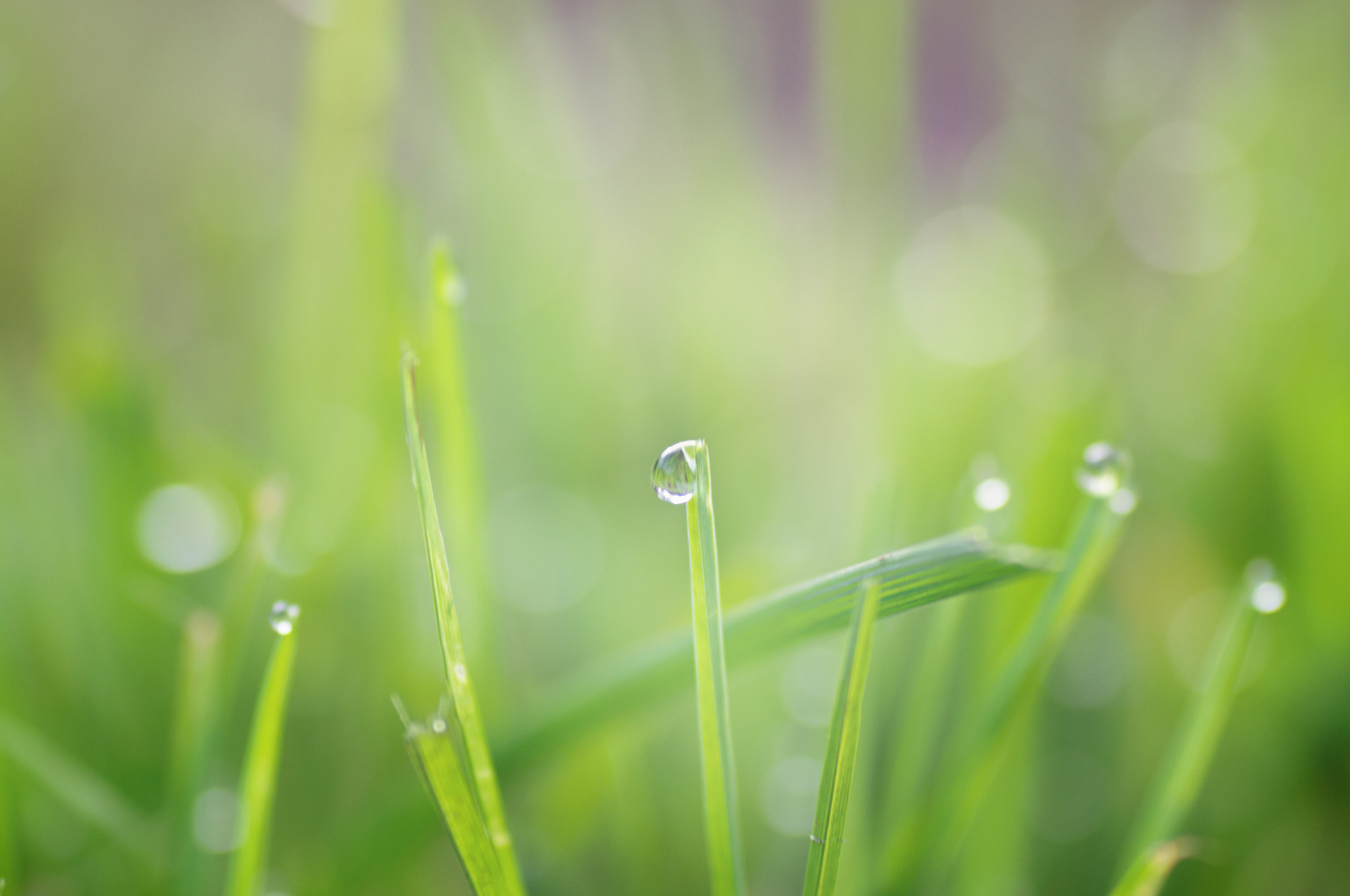 Nikon D90 sample photo. Morning dewdrops photography