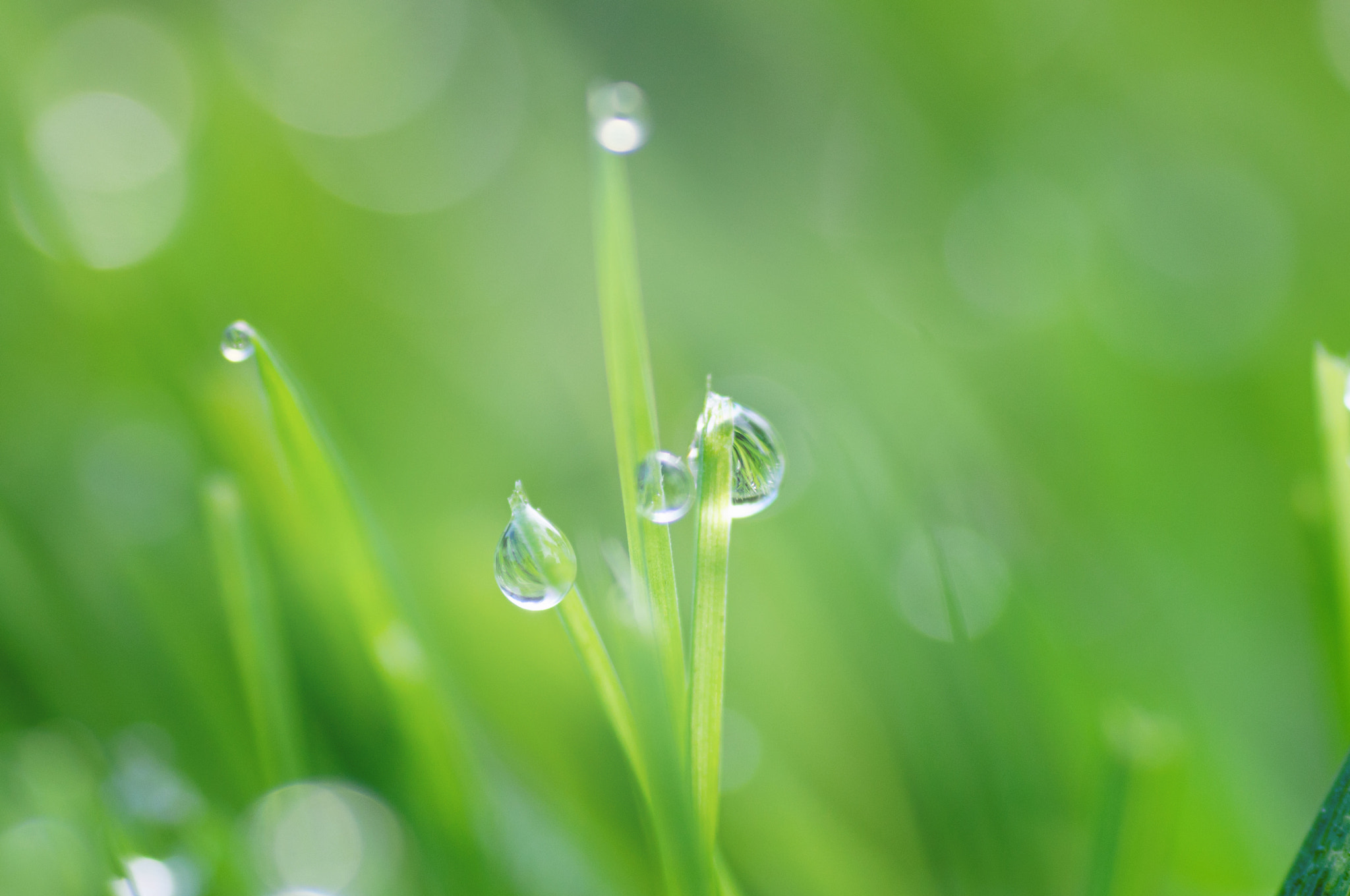 Nikon D90 sample photo. Morning dew on grass photography